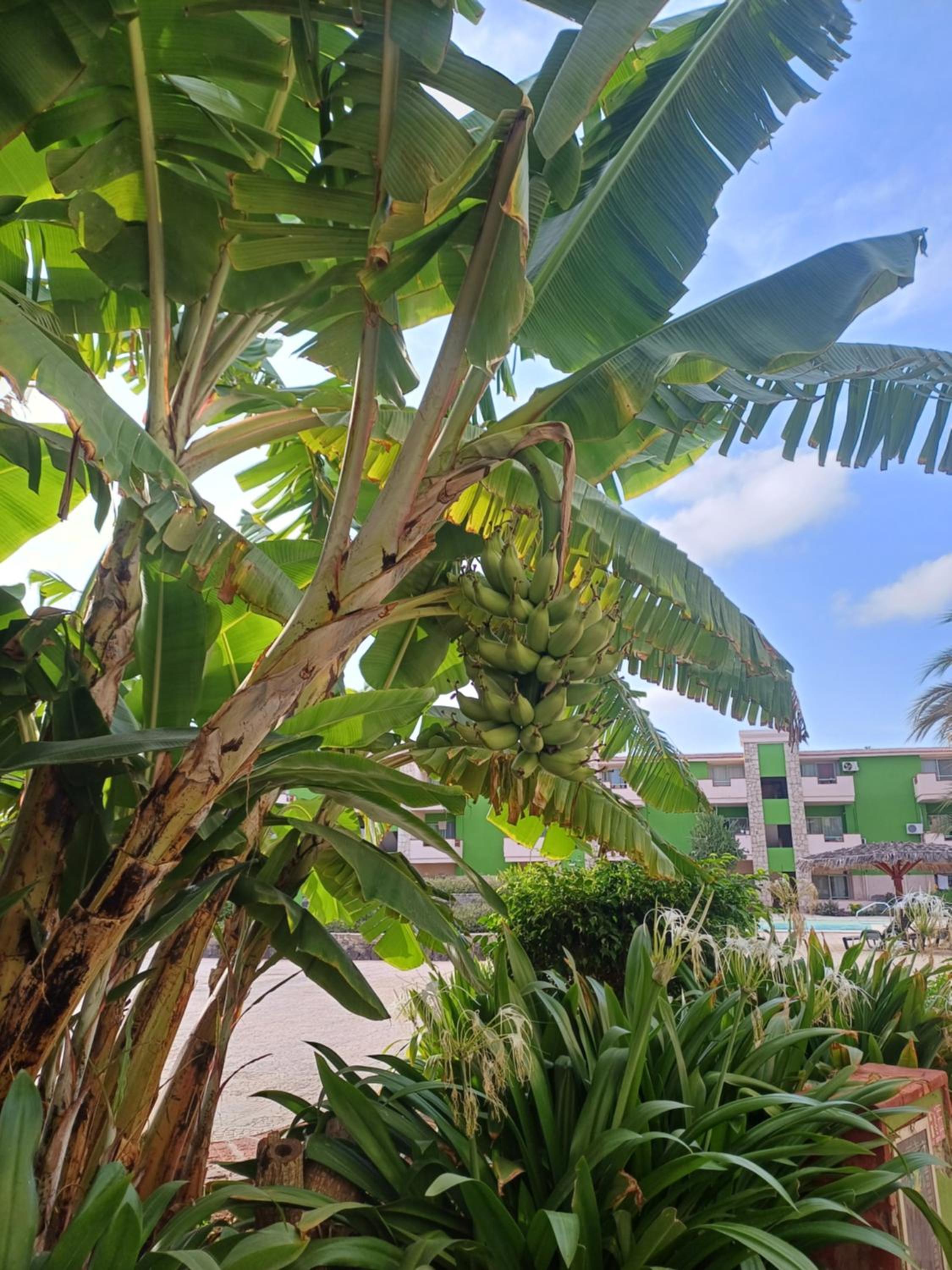 Casa Verde