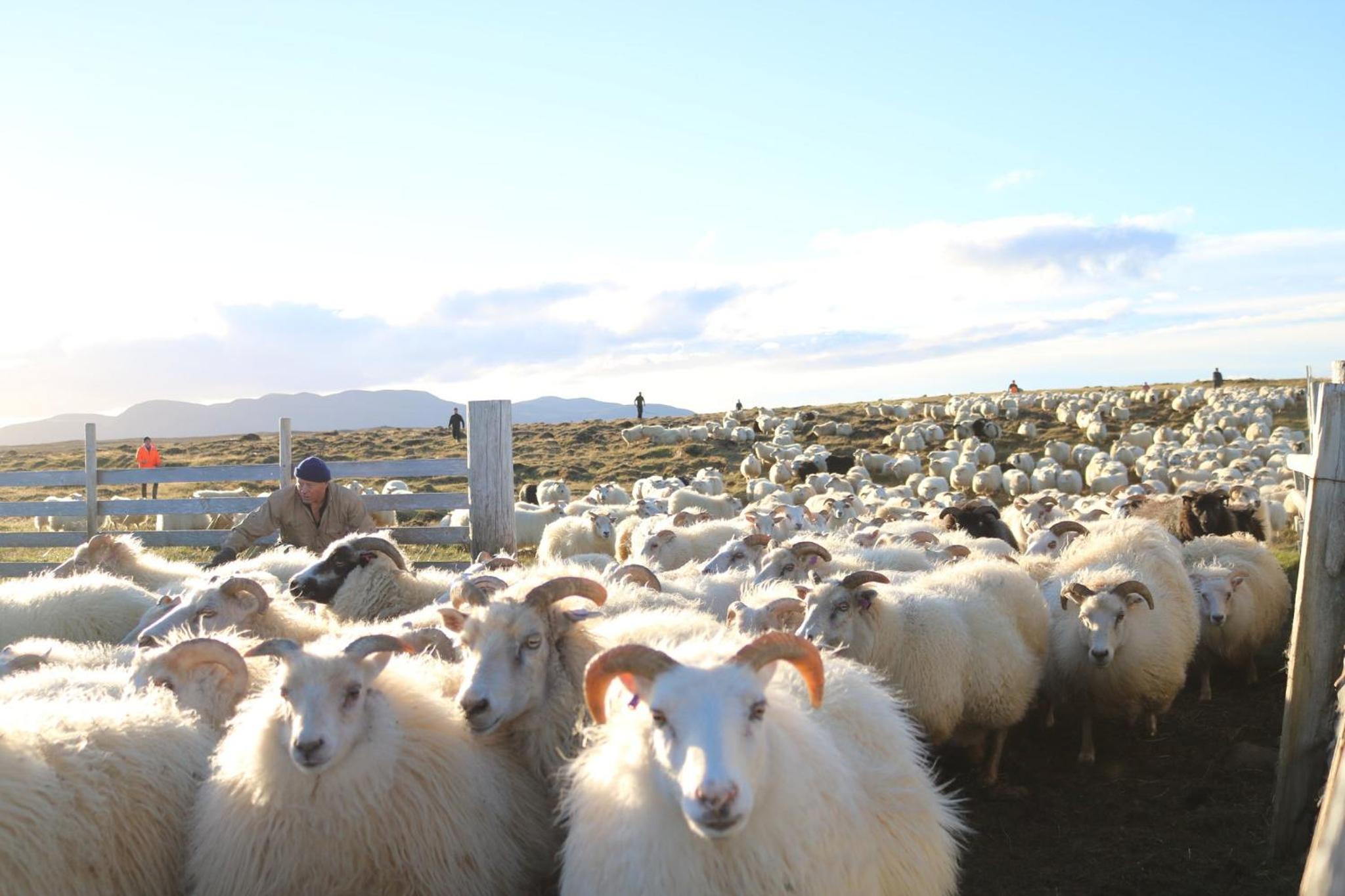 Ingimarsstaðir