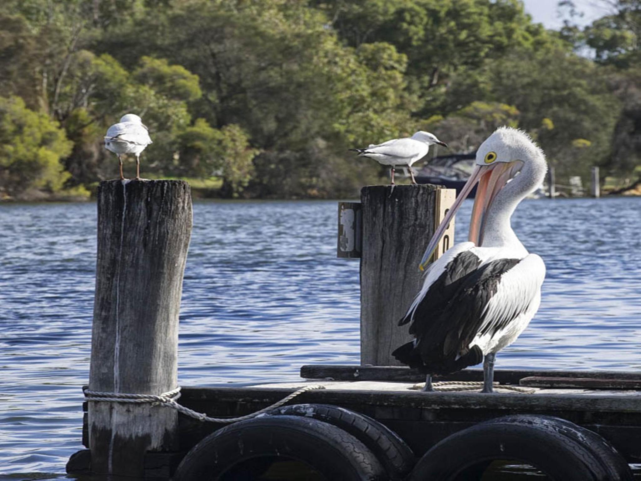 Mandurah Riverfront Holiday Rental