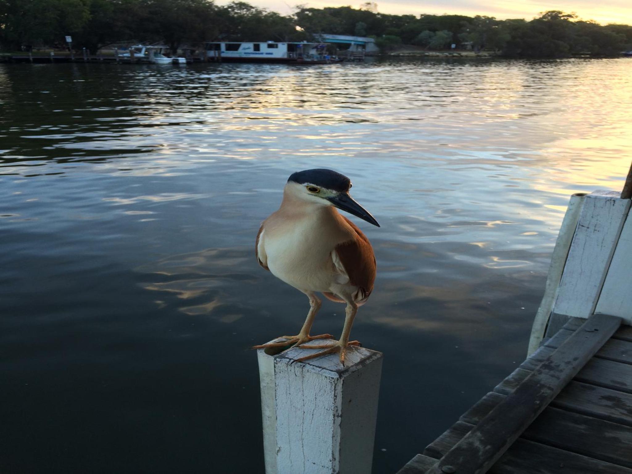 Mandurah Riverfront Holiday Rental