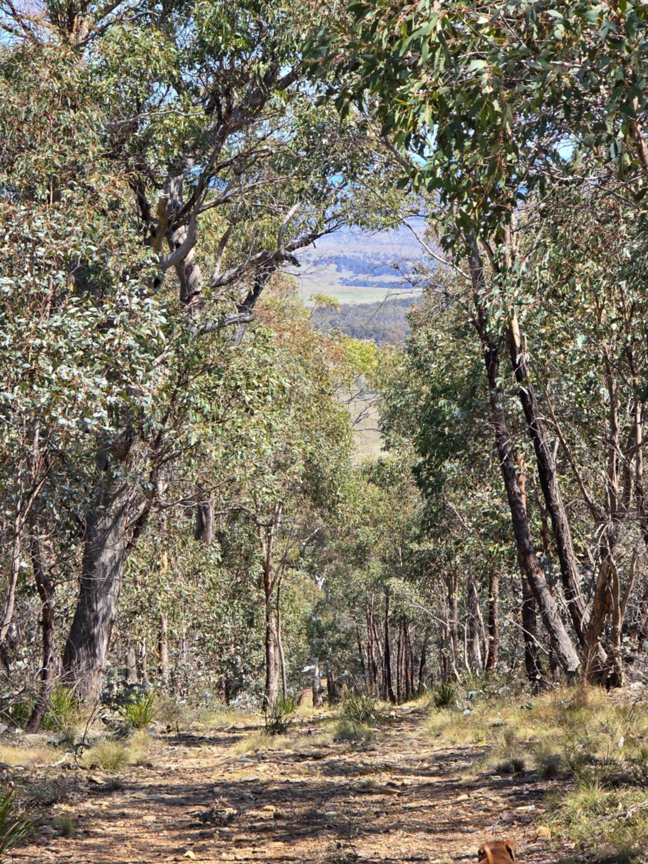 Serenus hill