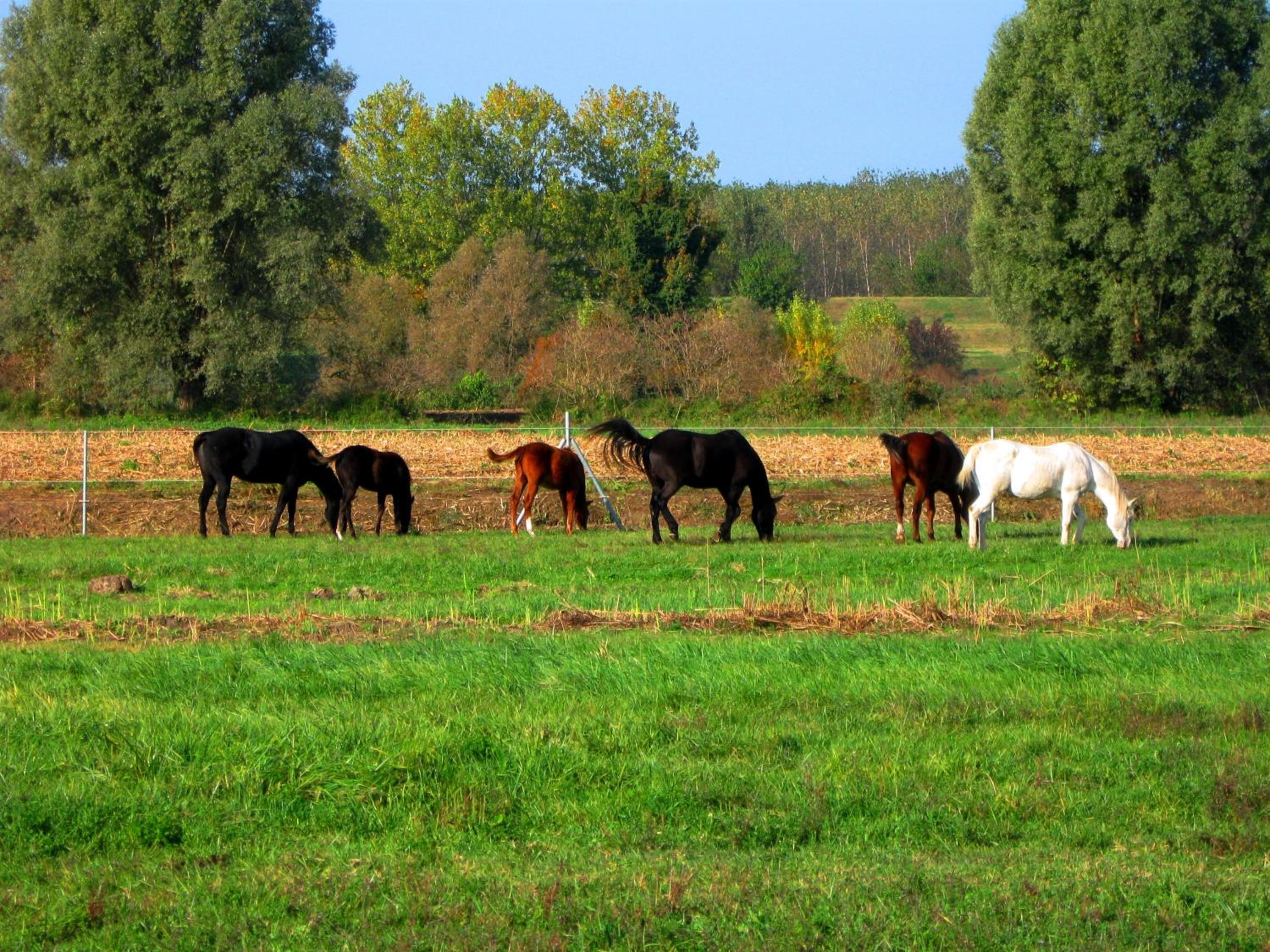 Agriturismo Adriano Pedretti