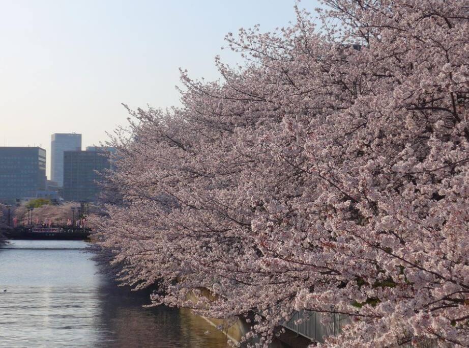 GH8197 Central Kameido, Near Akihabara & Skytree