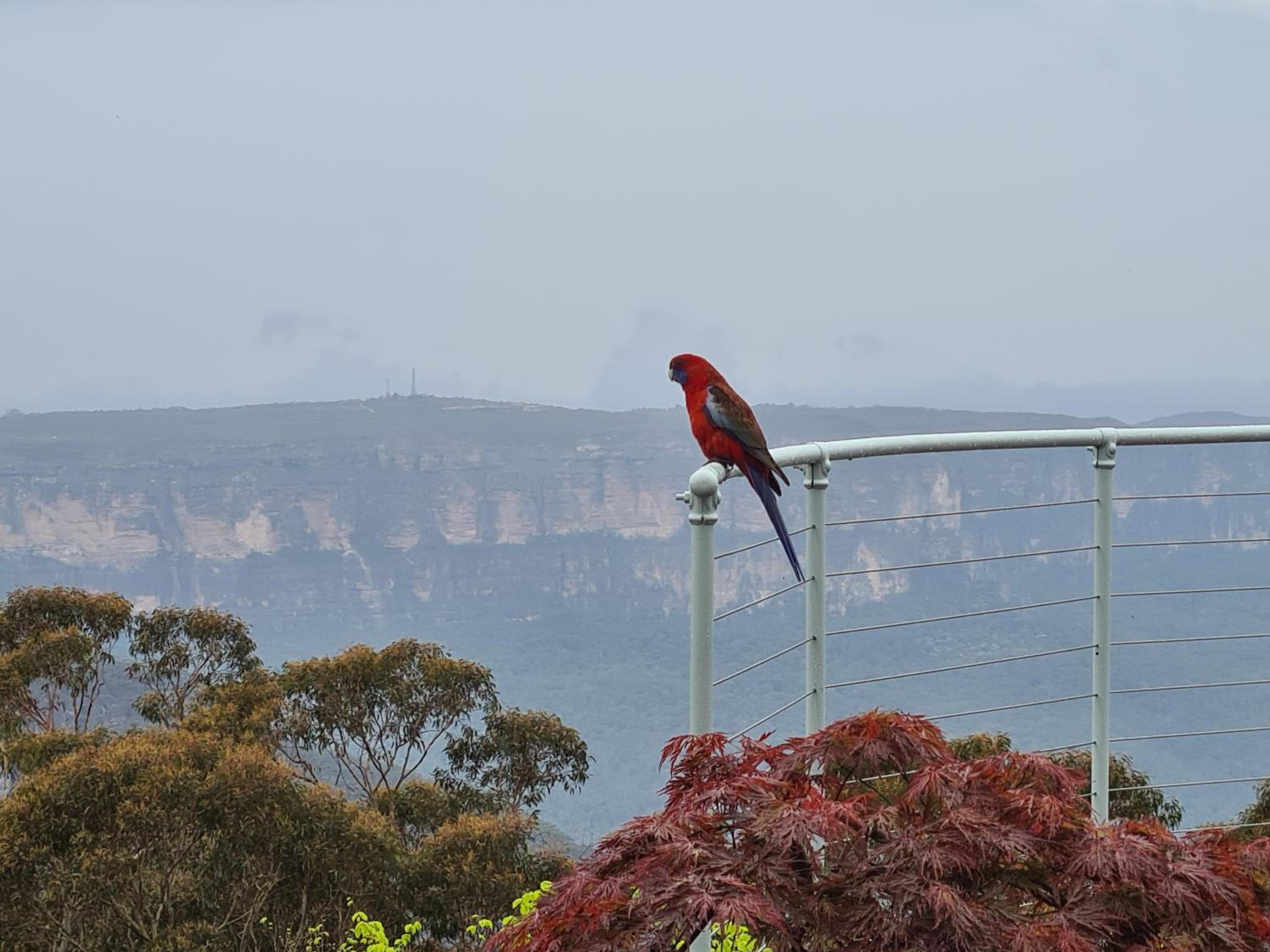 Dalia's Blue Mountain Retreat
