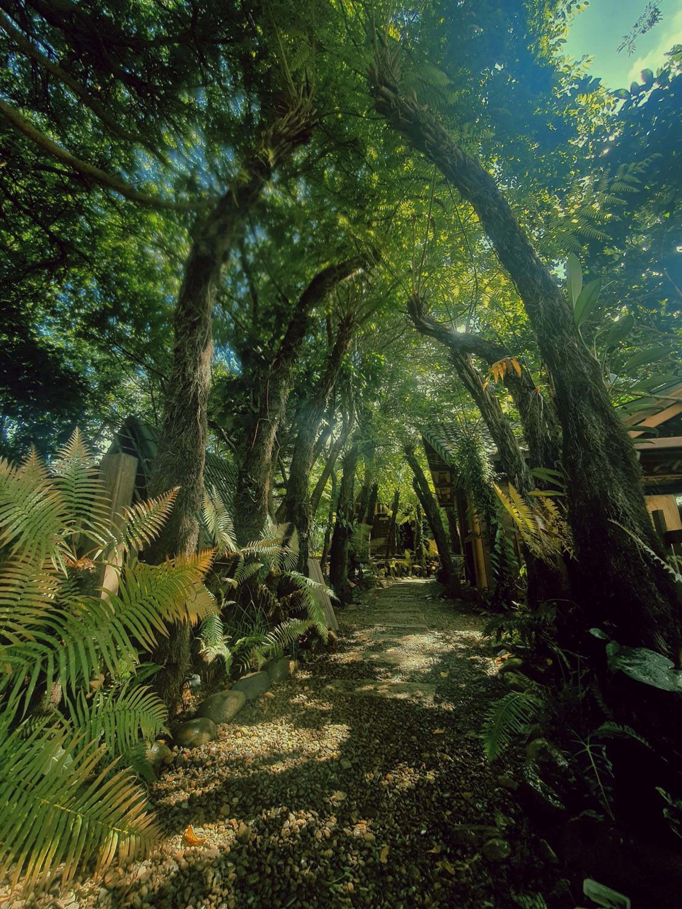 tropical garden homestay view 4