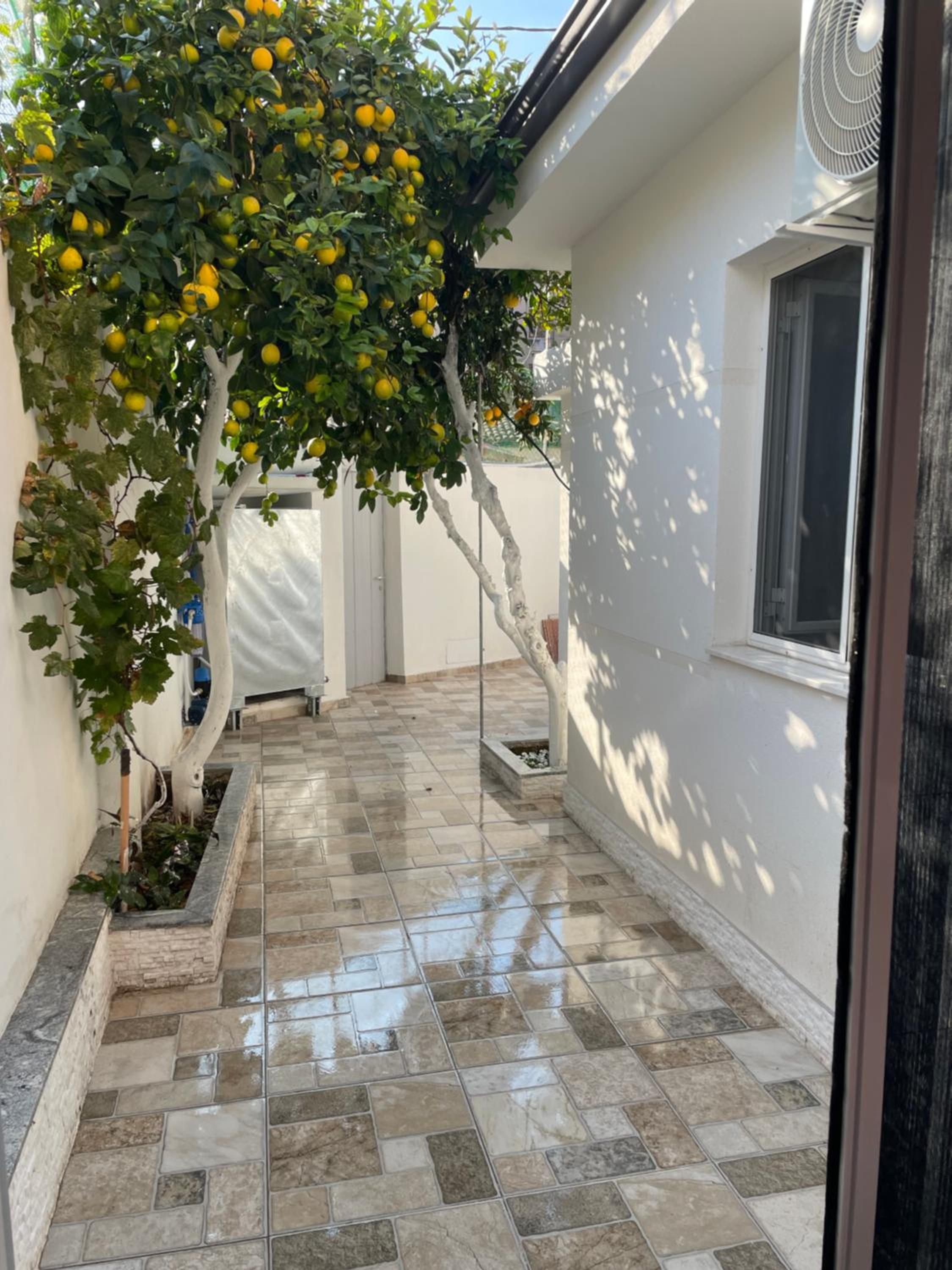 Lemon orange tree&grape vine villa