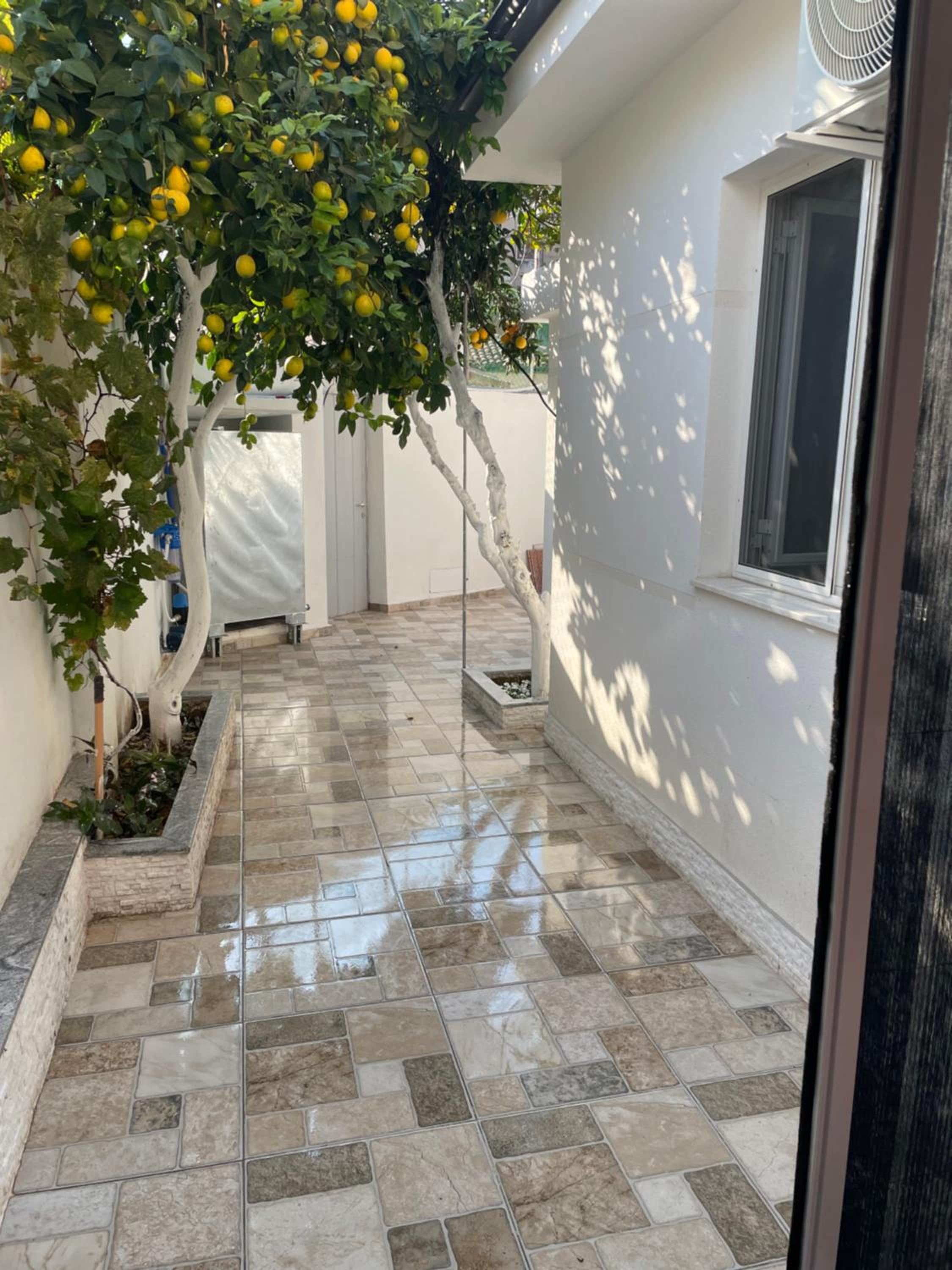 Lemon orange tree&grape vine villa