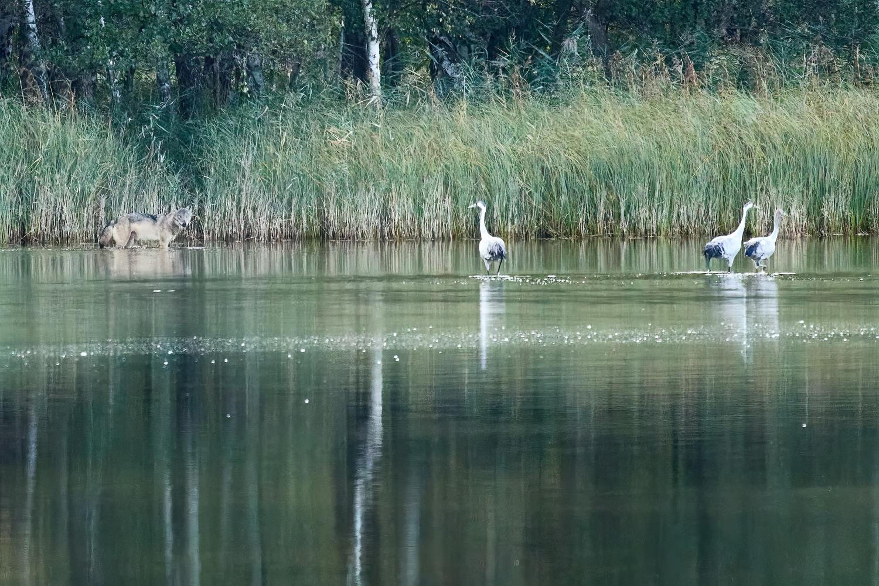Ferienwohnungen am Federower Hofsee