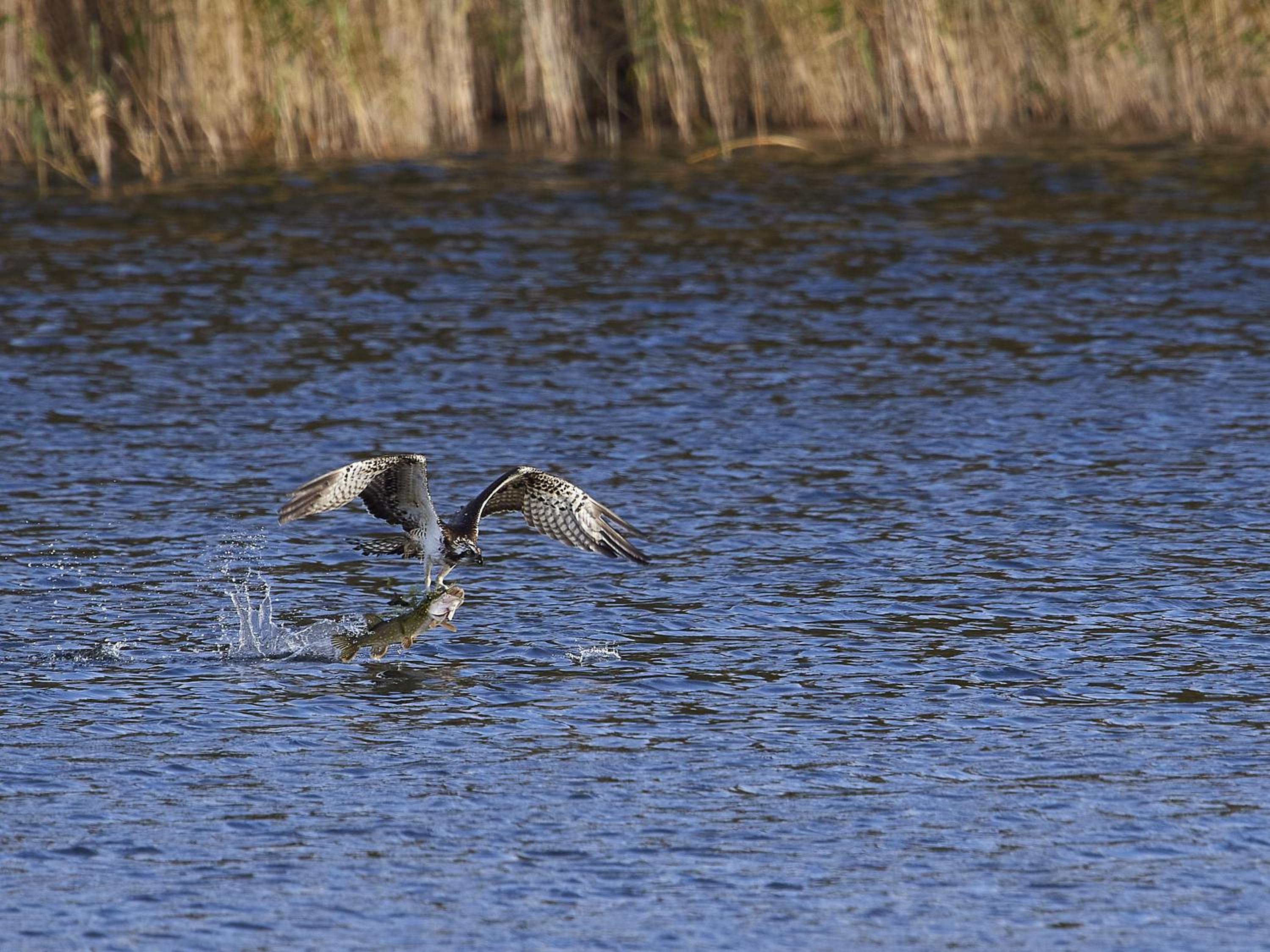 Ferienwohnungen am Federower Hofsee