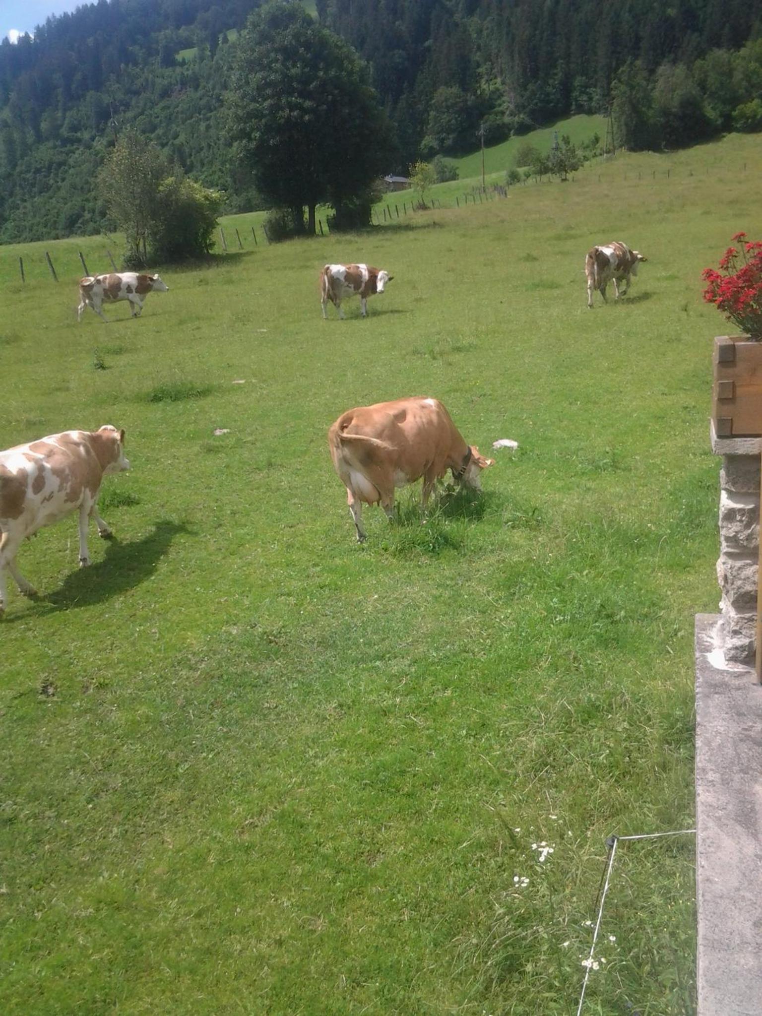 Ferienwohnungen Behamhof view 3