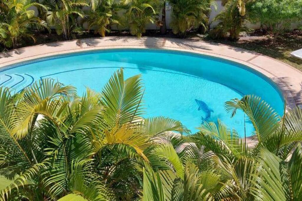 Paradise Palms