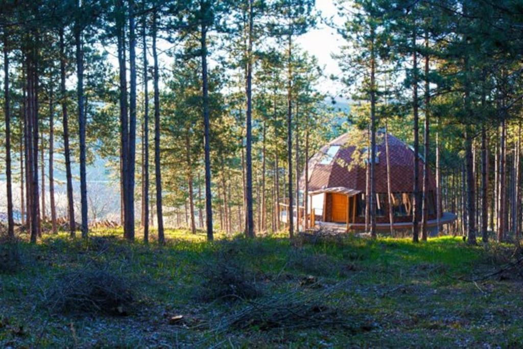 The Forest Sea Dome