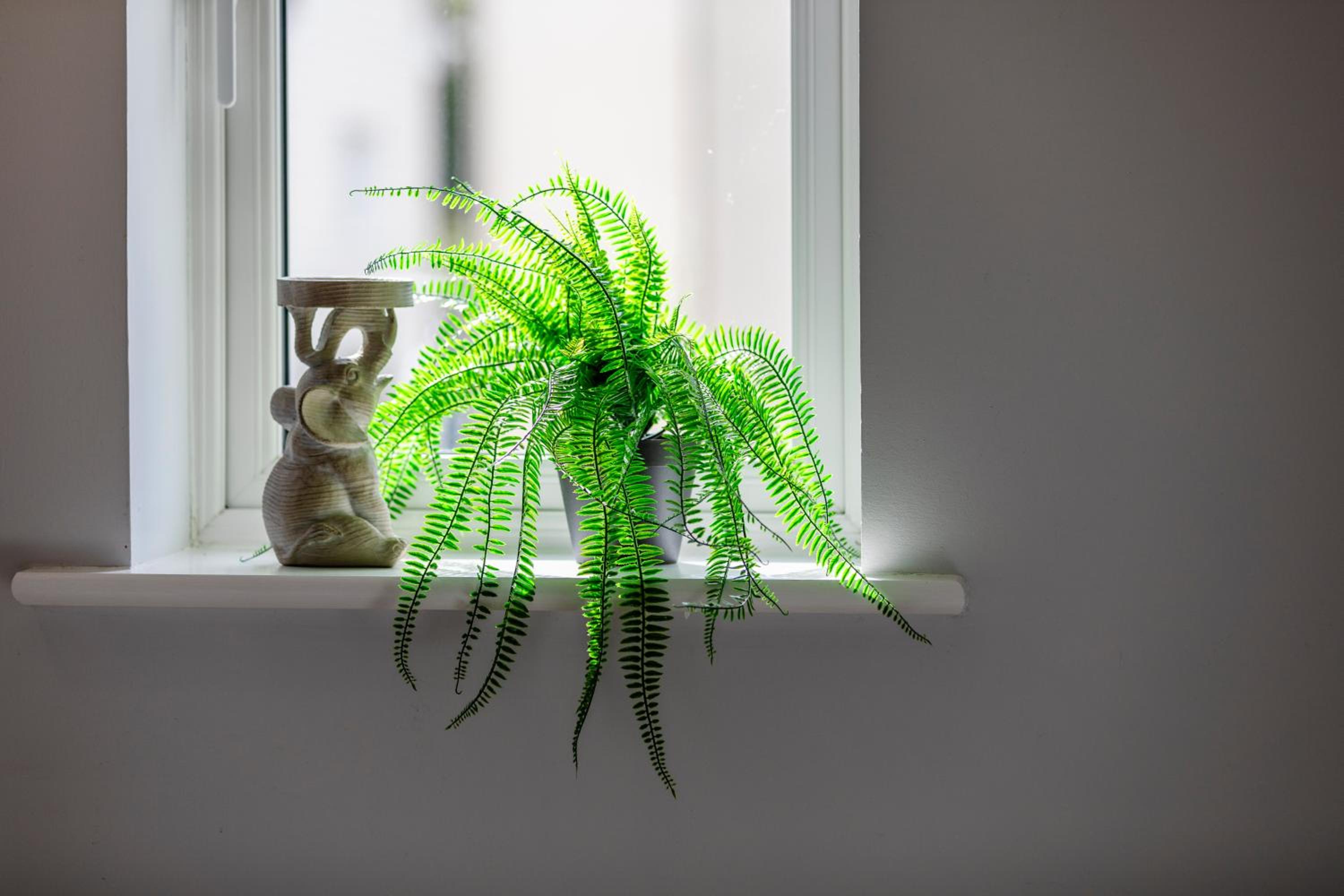 Jungle House
