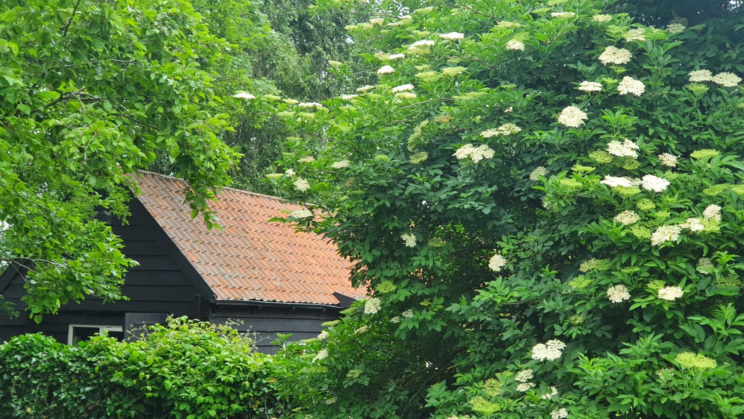Photo 43