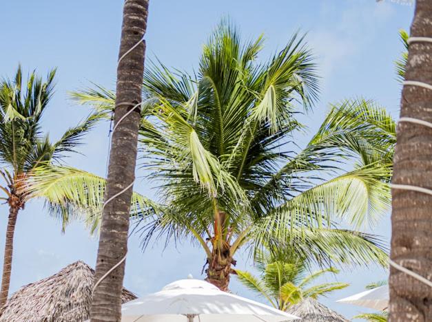 Playa Palmera Ocean View