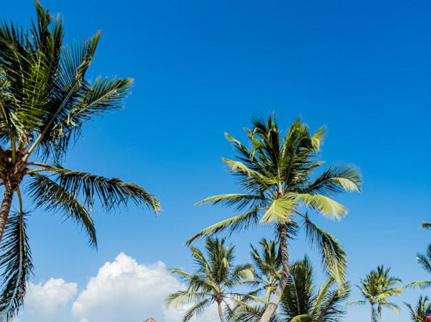 Playa Palmera Ocean View