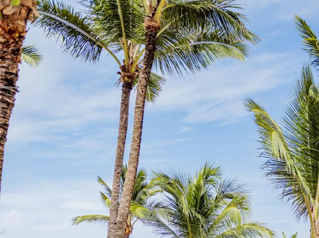 Playa Palmera Ocean View