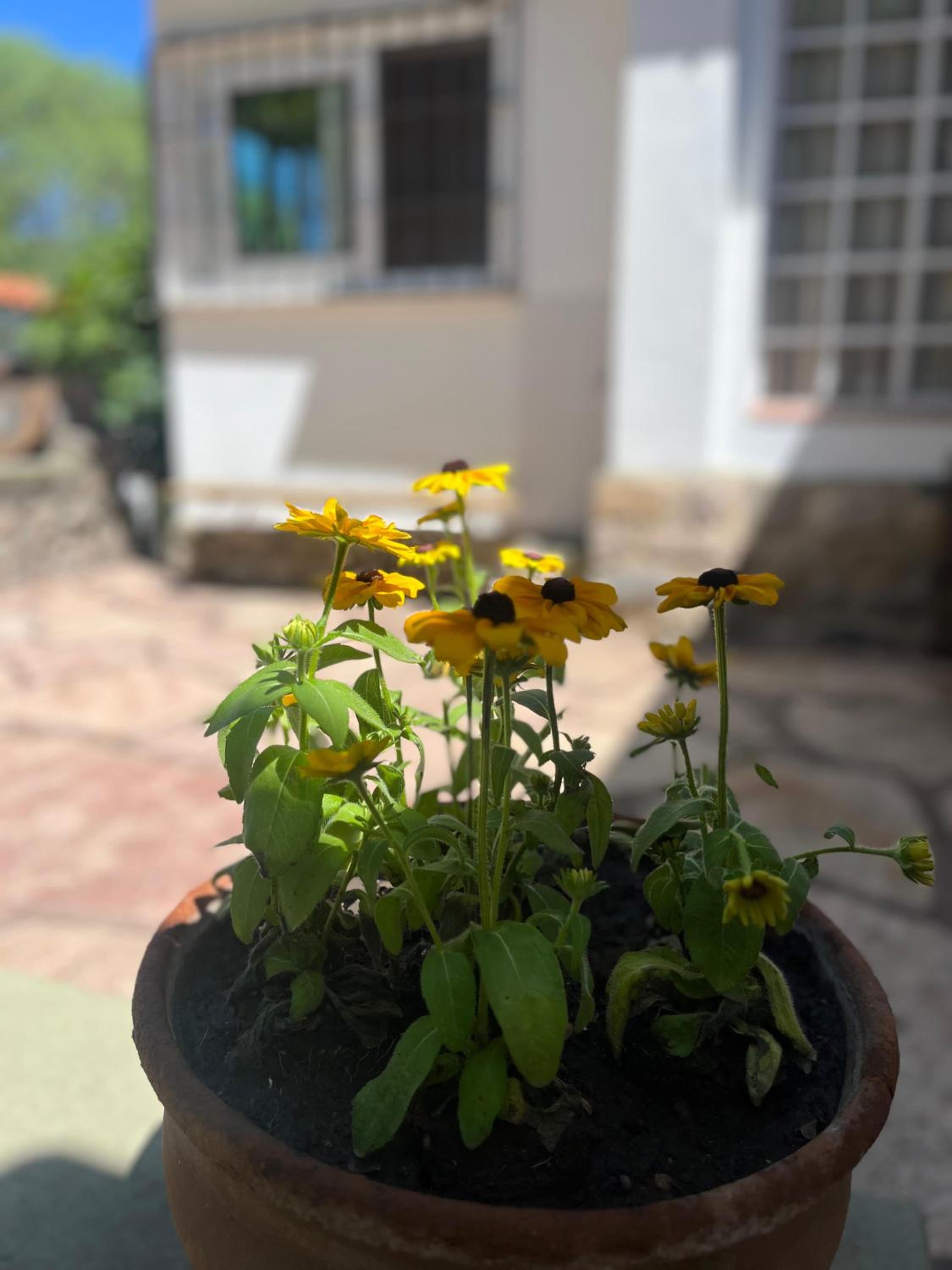 Casa Las Margaritas