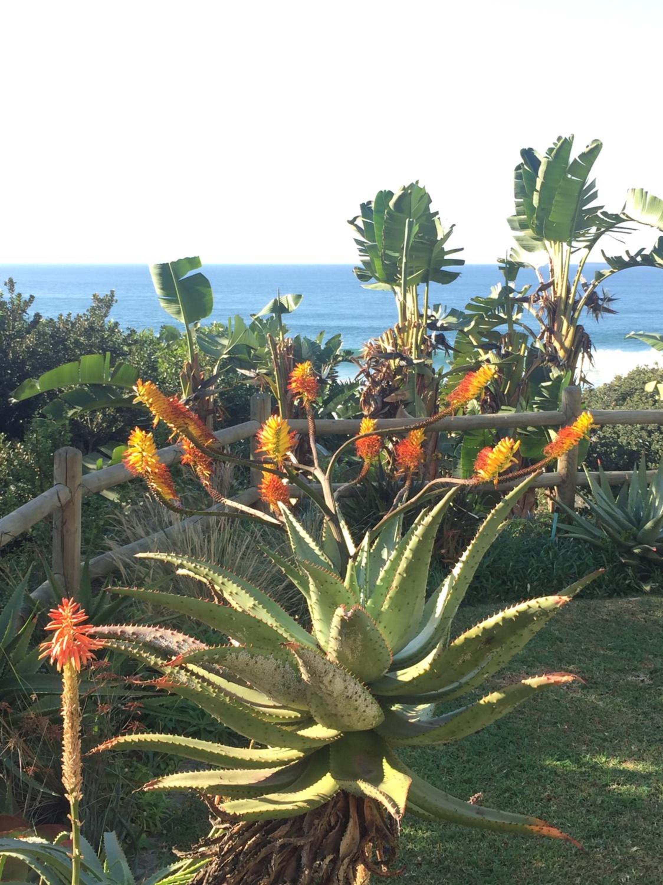 Beach Melody, Umdloti, king bed Luxurious view 2
