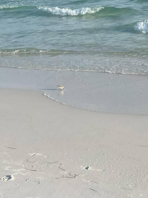 5Tides at Topsail view 4