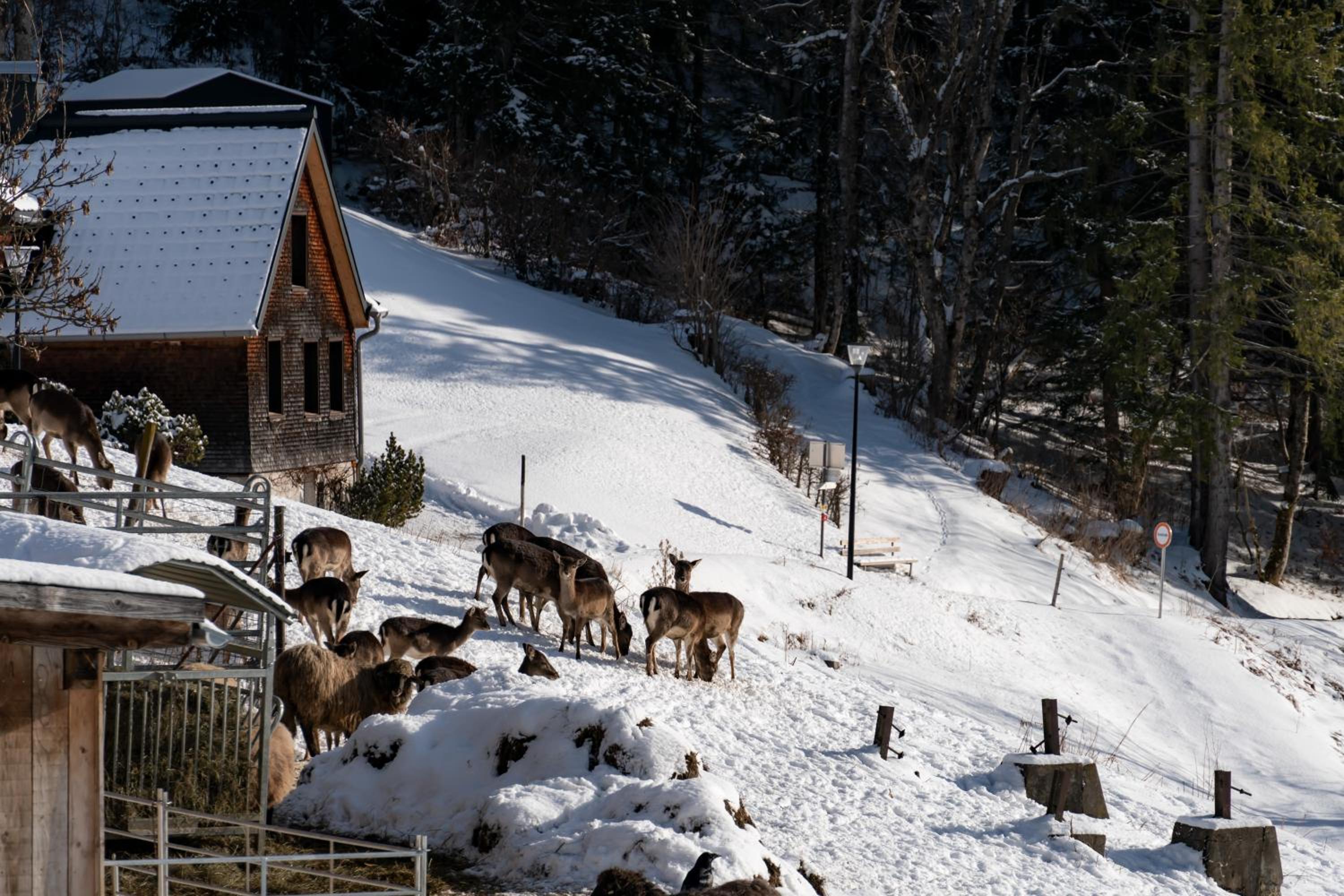 Peterhof Chalets
