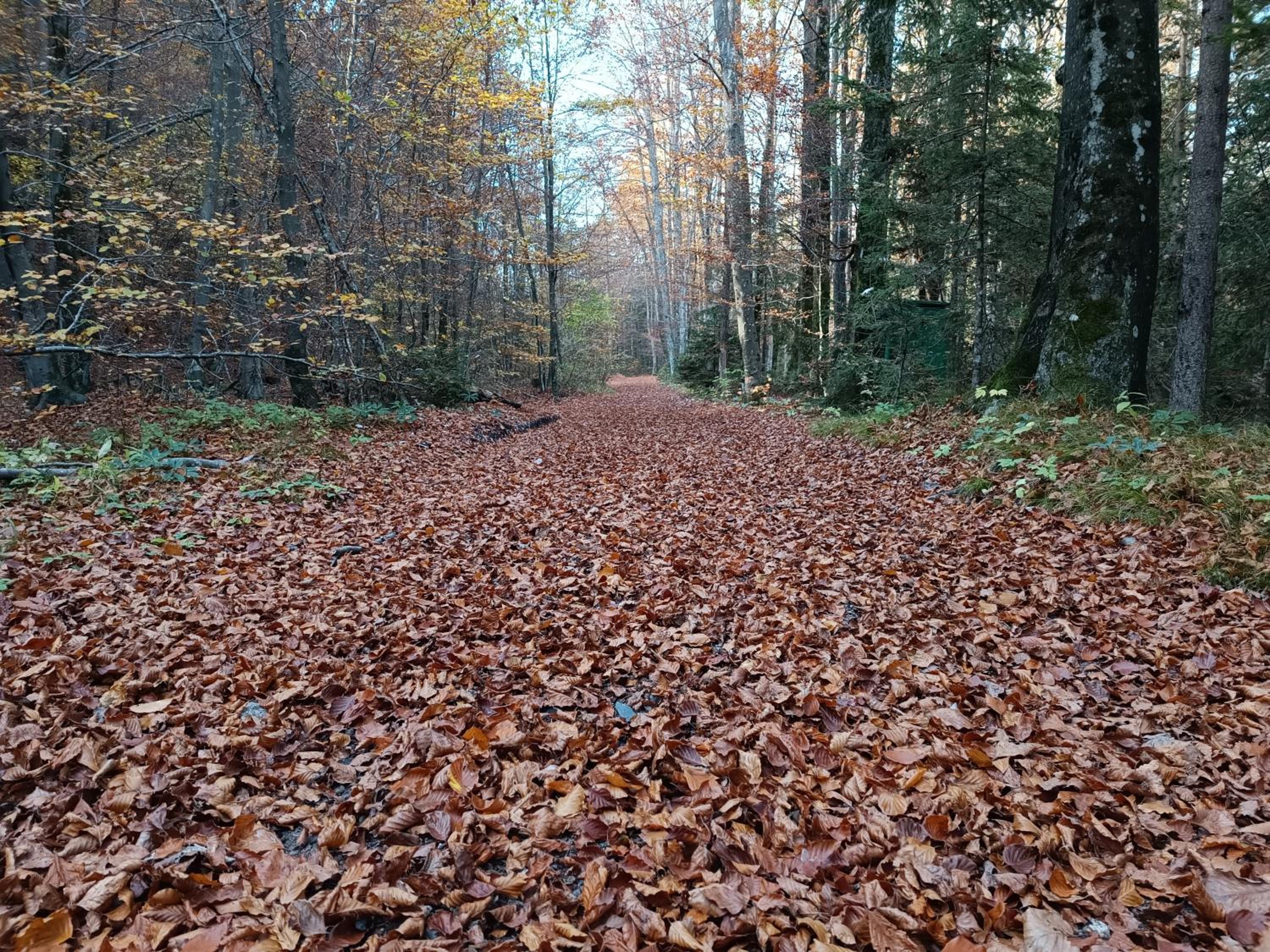 Photo 41