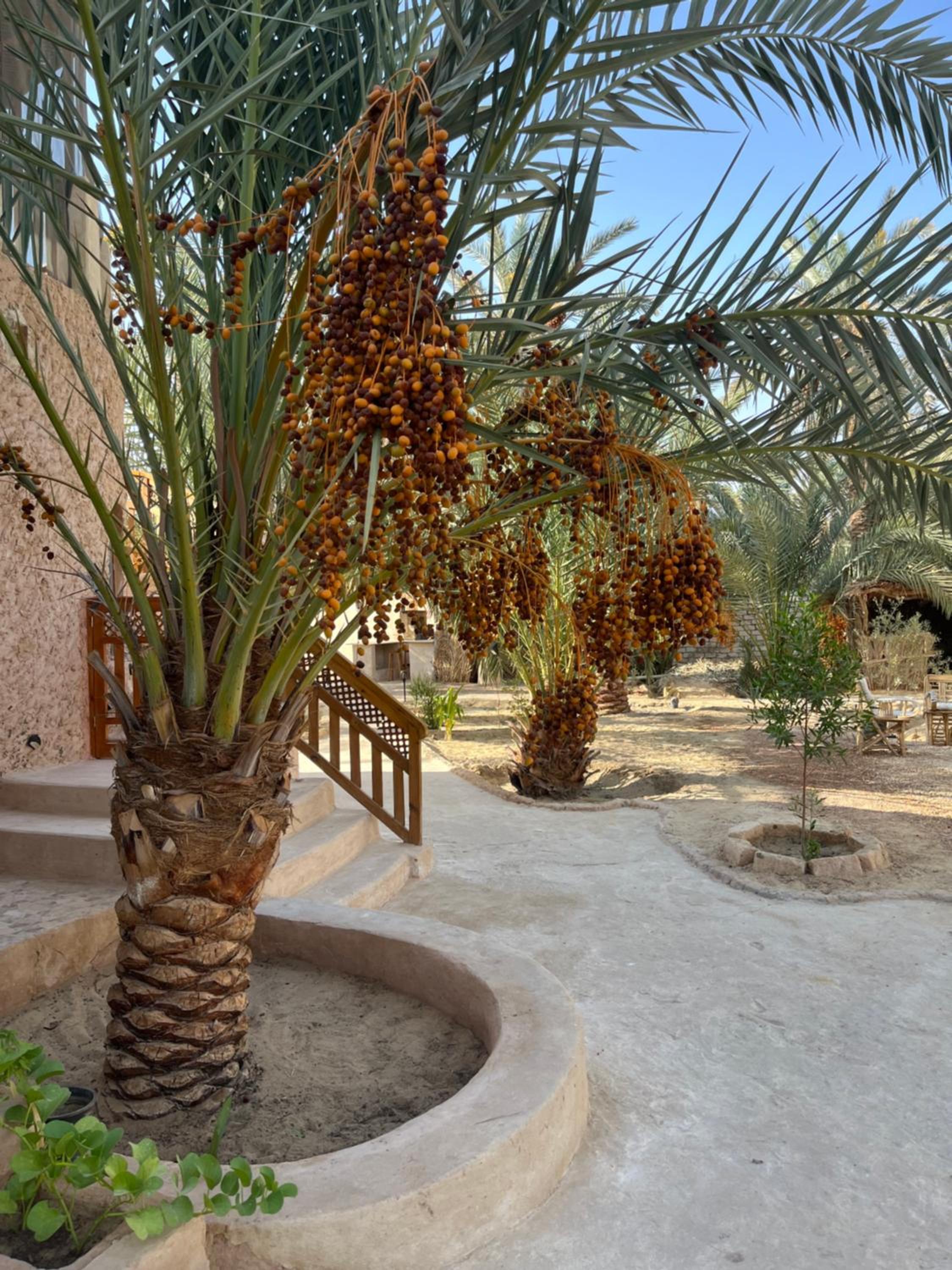 Siwa Spot - March is one of the best months in Siwa, with beautiful spring weather, pleasant sunny days, cooler peaceful nights, and a quiet oasis atmosphe