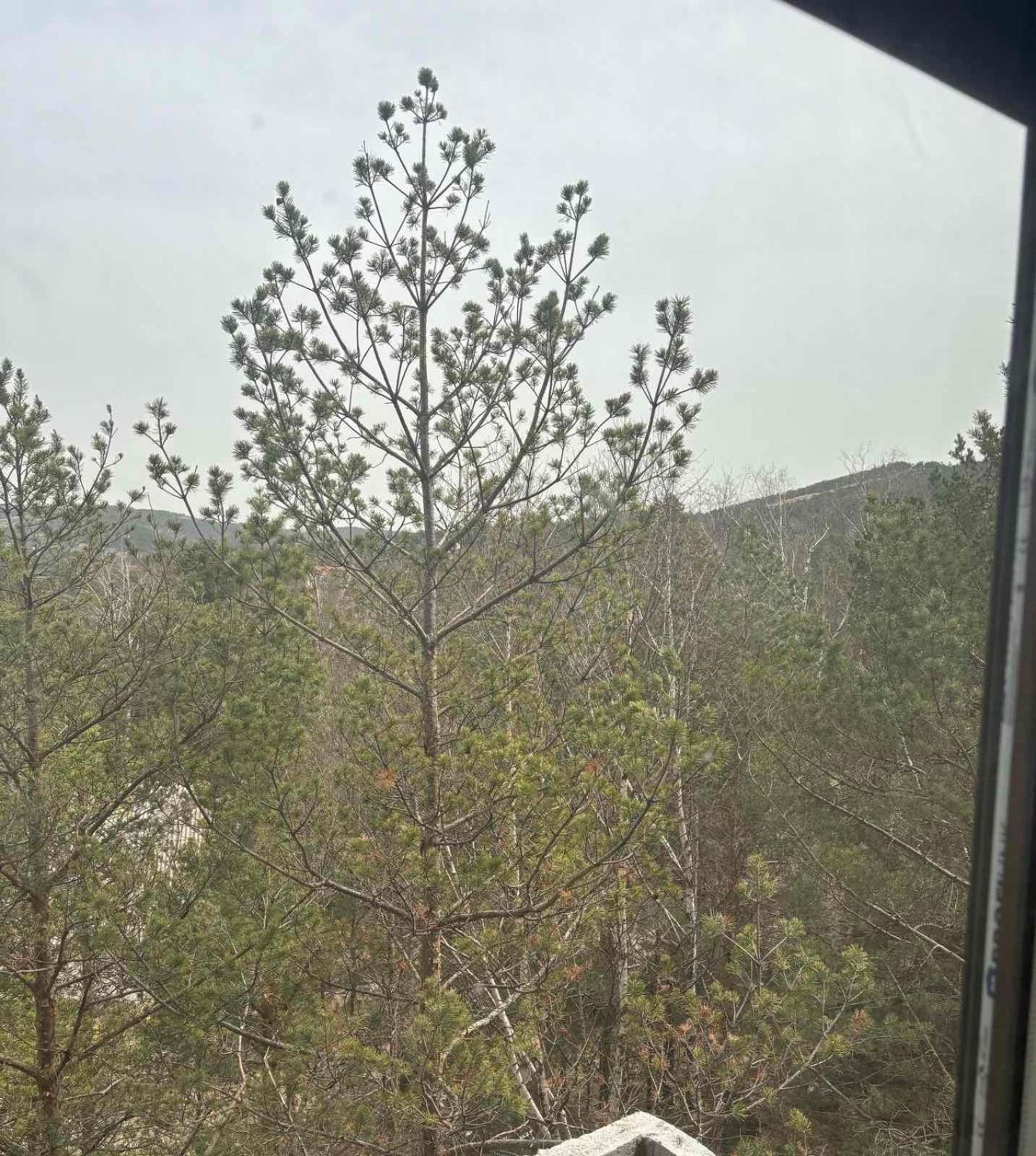 Apartman Kala Divčibare view 2