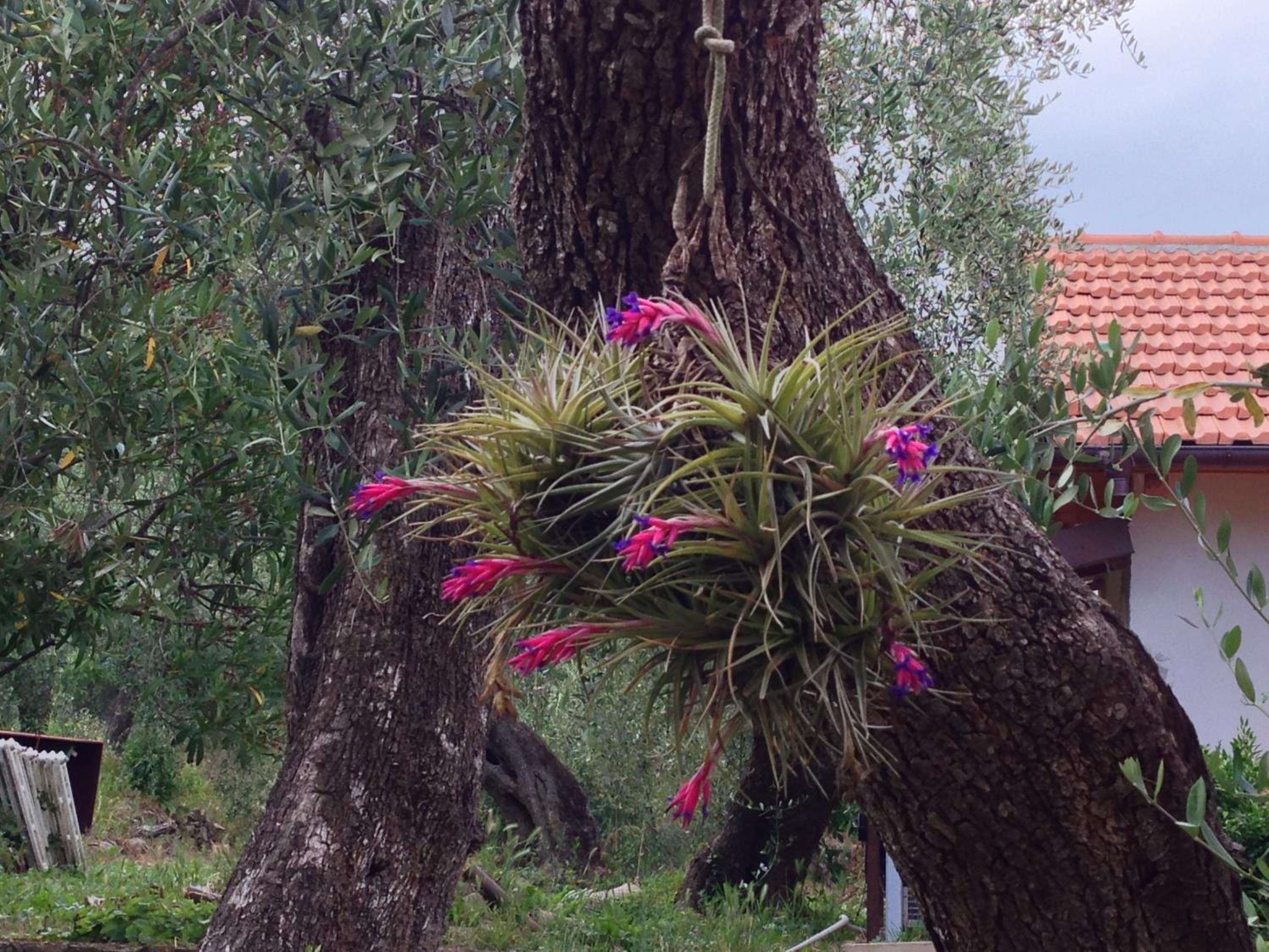 Agriturismo Ada Musso ss