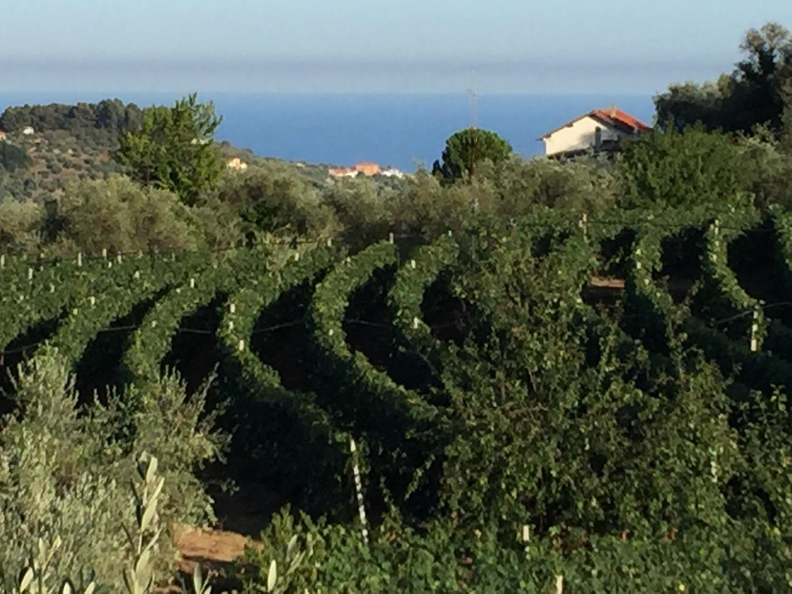 Agriturismo Ada Musso ss