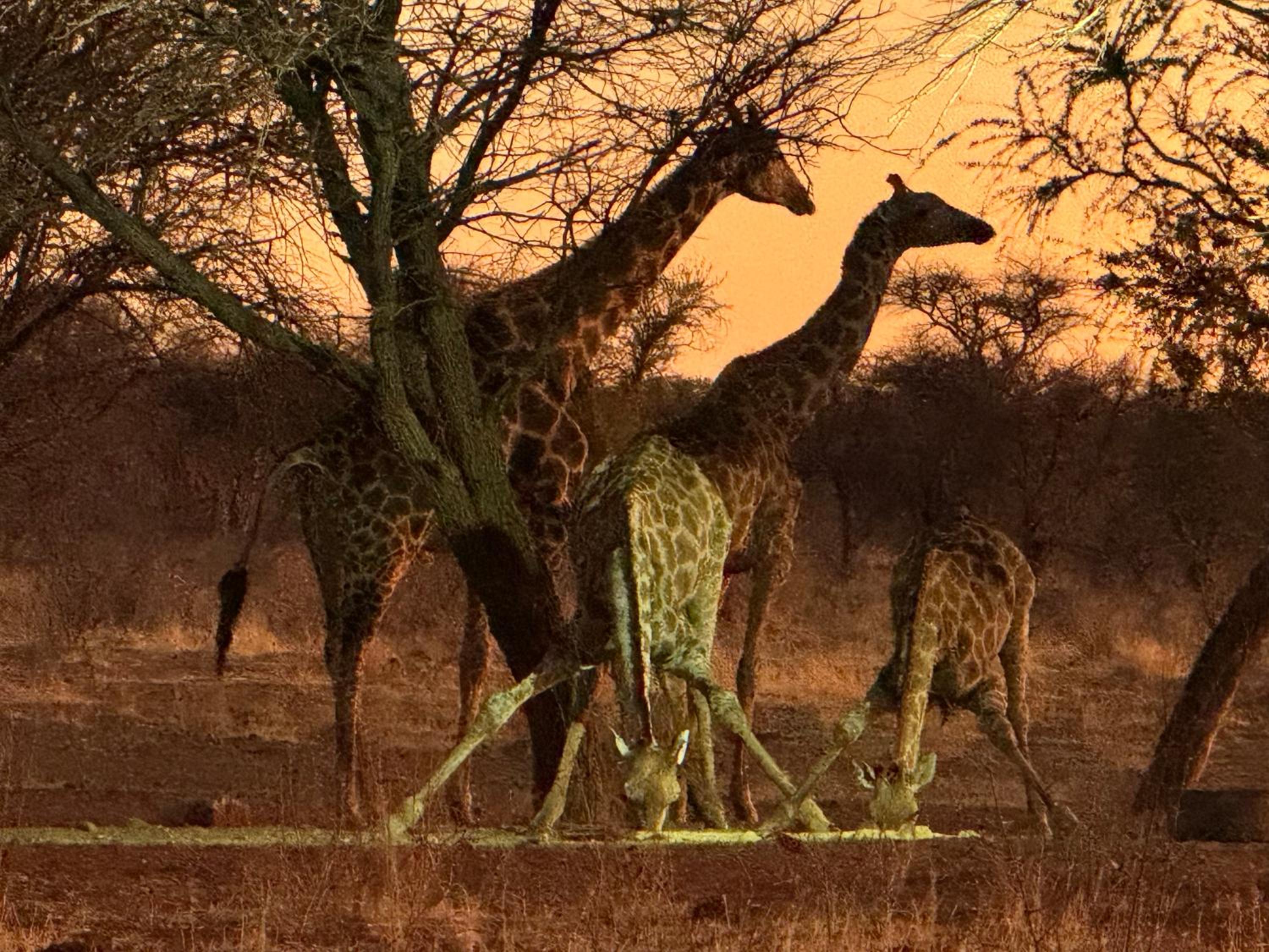 Big Cats Namibia Farmstays view 3
