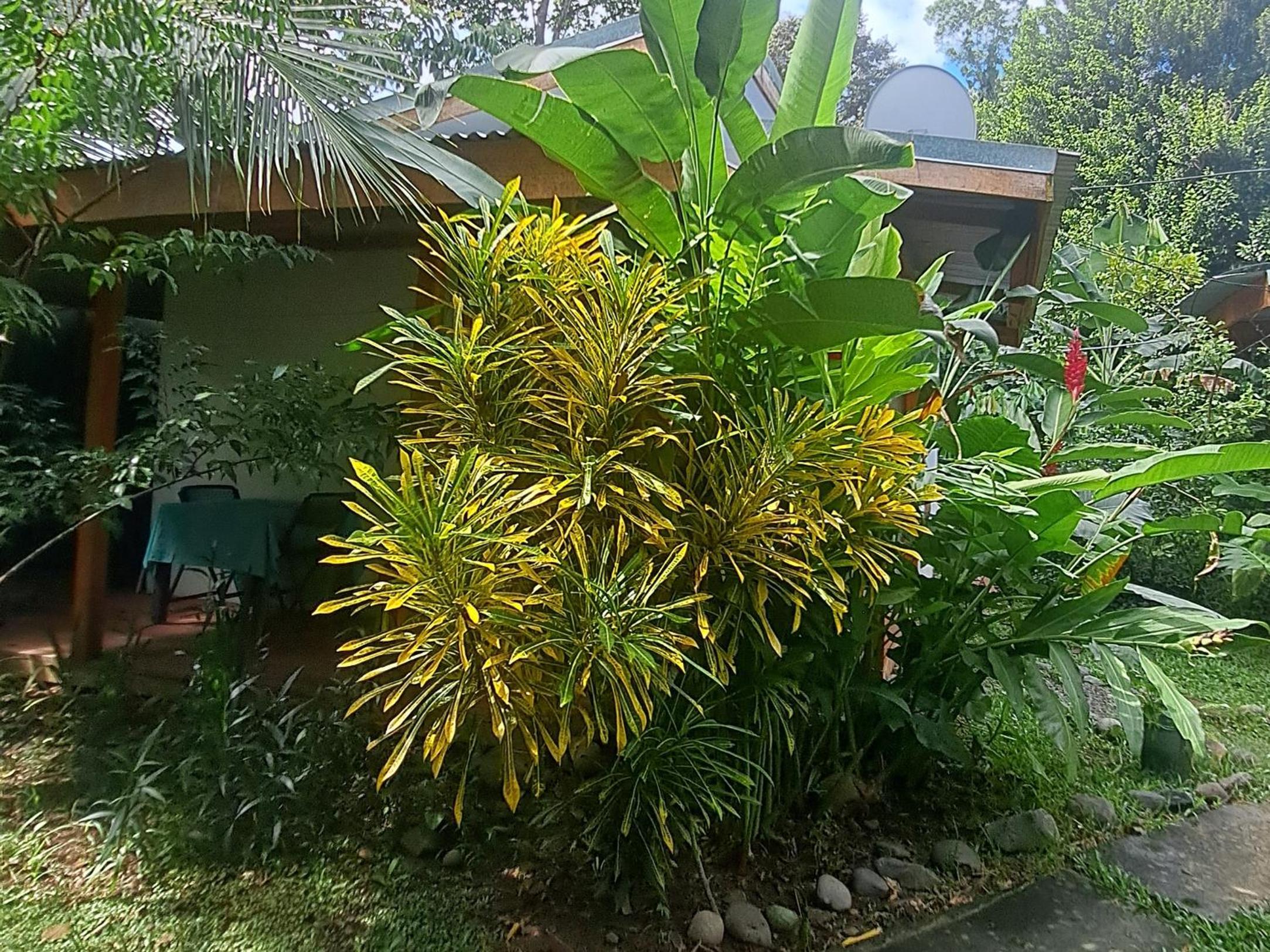 Papaya Paradise