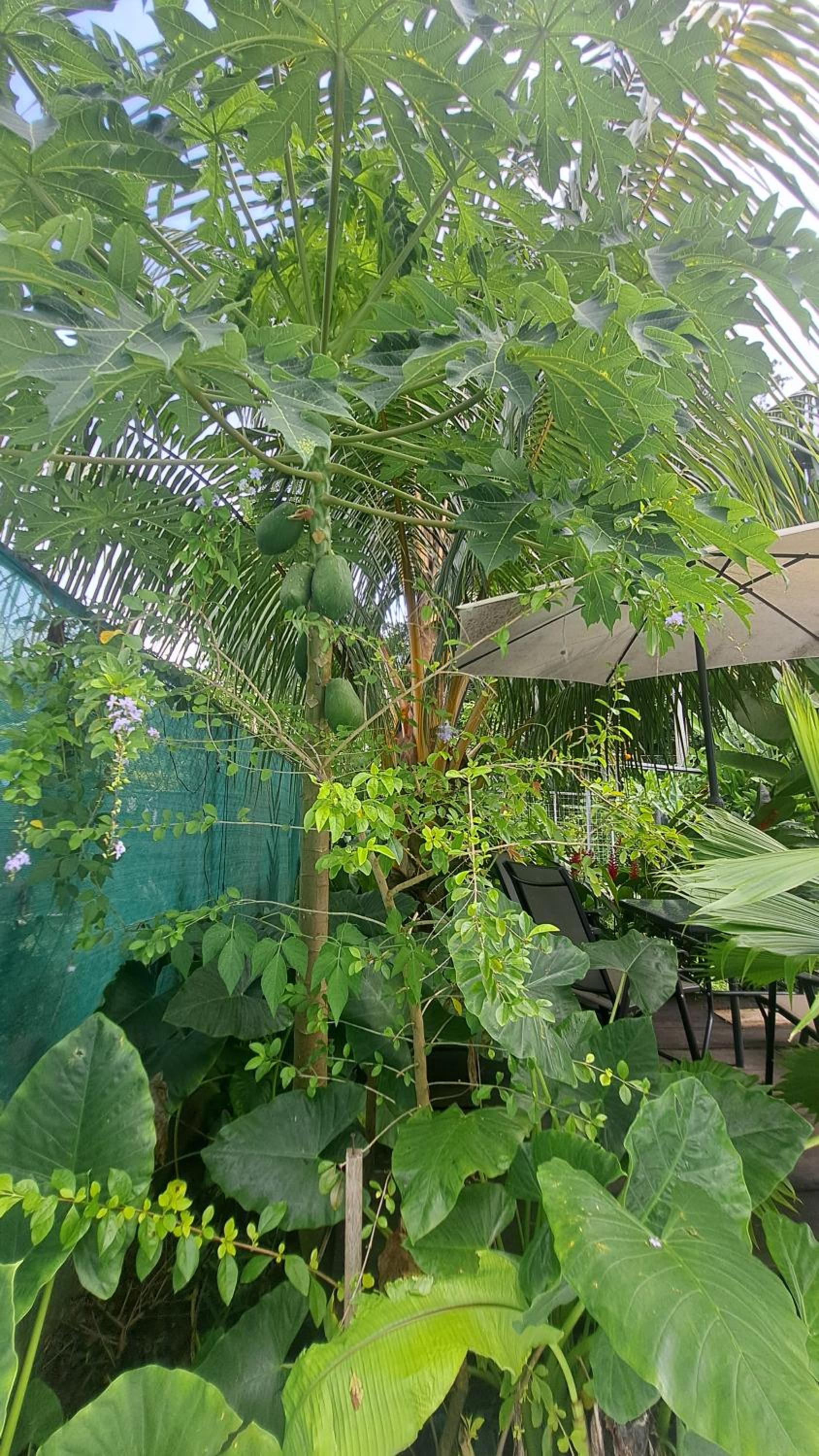 Papaya Paradise