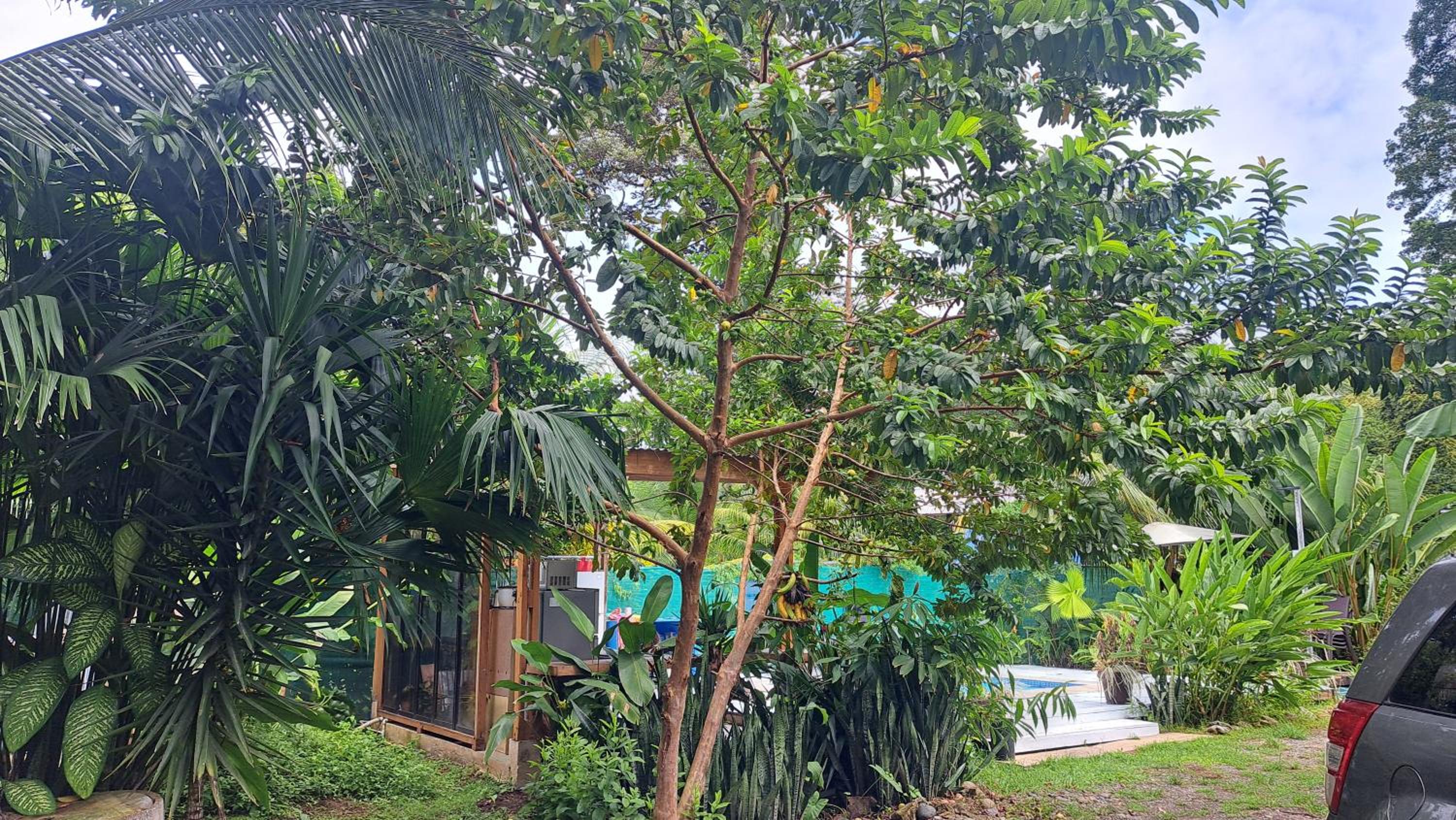Papaya Paradise
