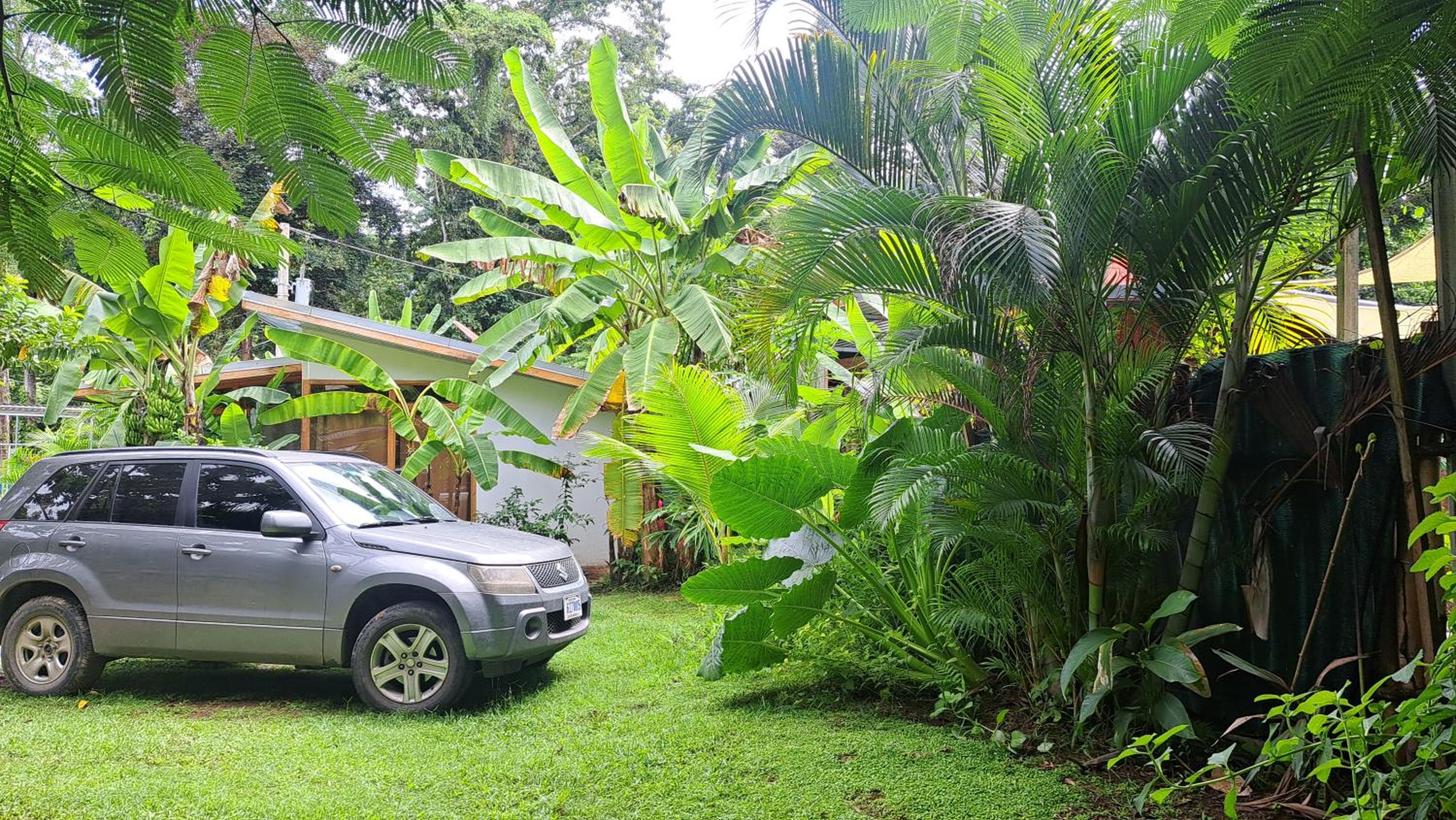 Papaya Paradise