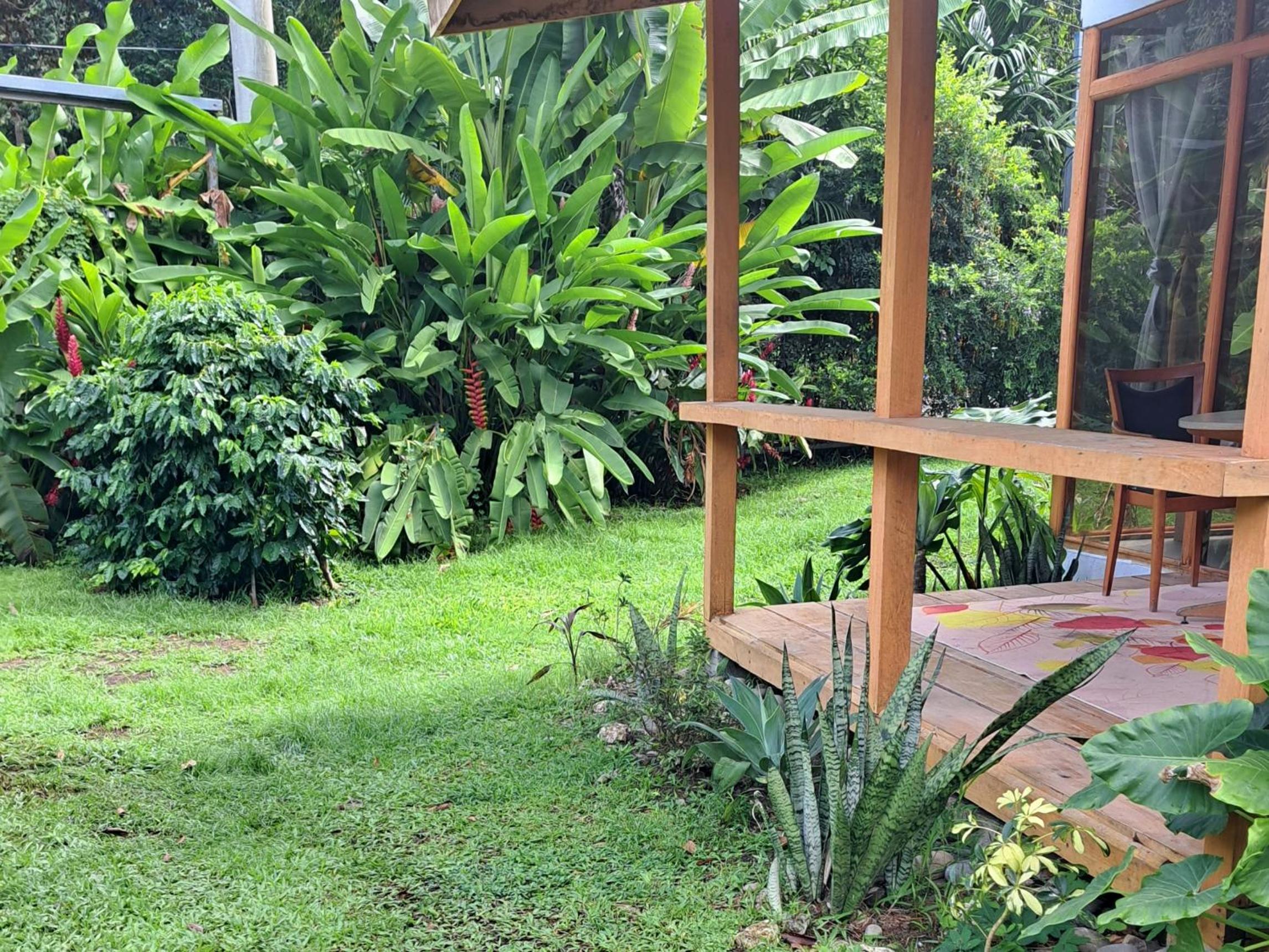 Papaya Paradise