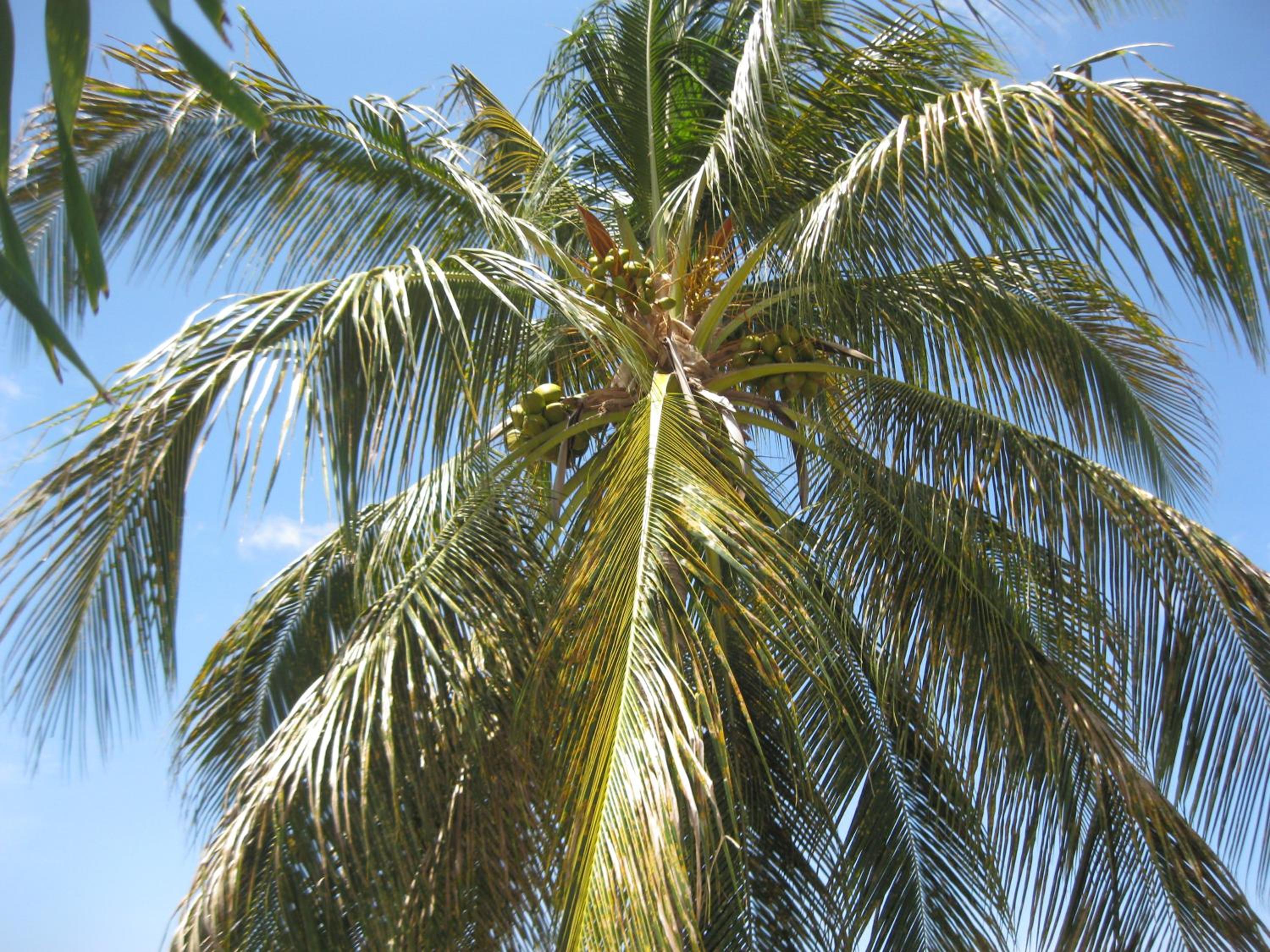 LAPALOMADESANSEs2