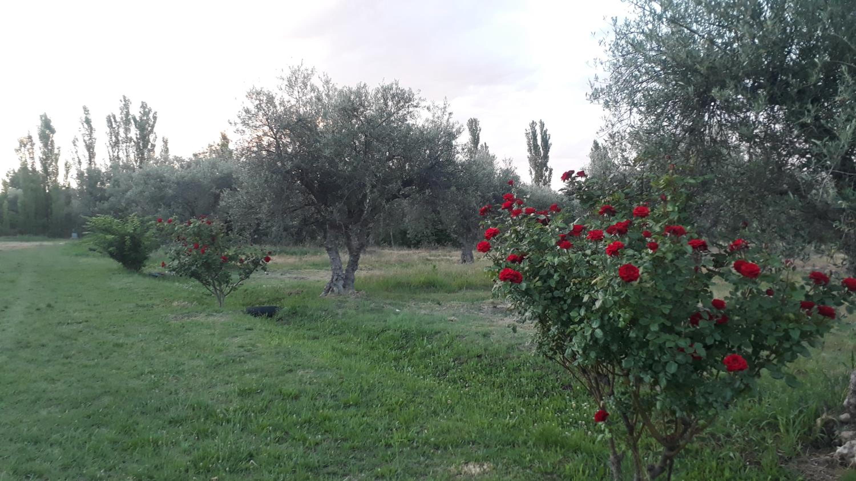 Casa de campo Las olivas