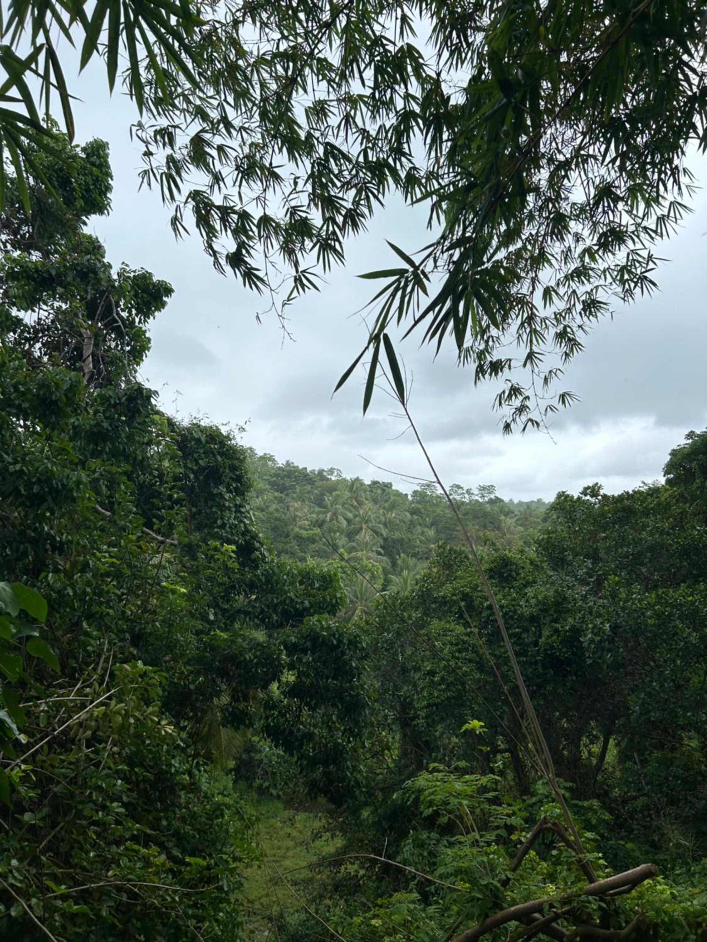 Jungle Lodge view 3