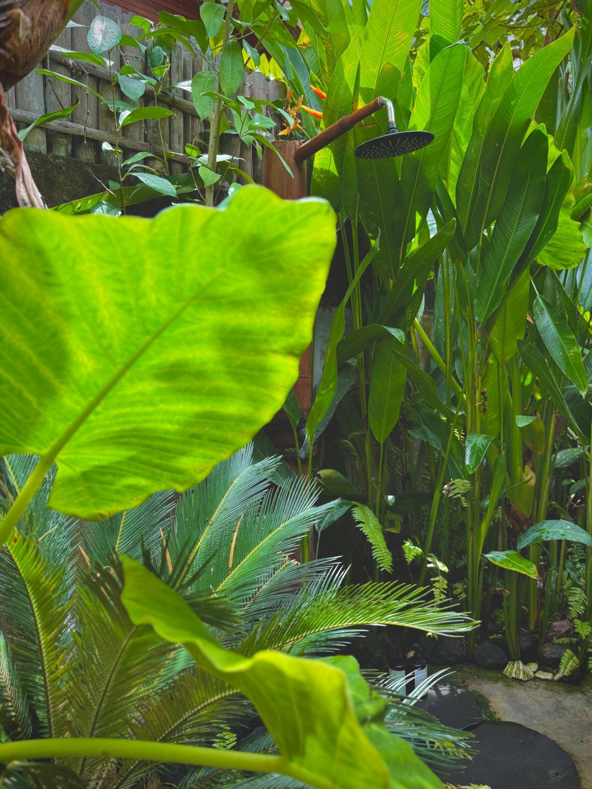 Eco Bamboo Jungle