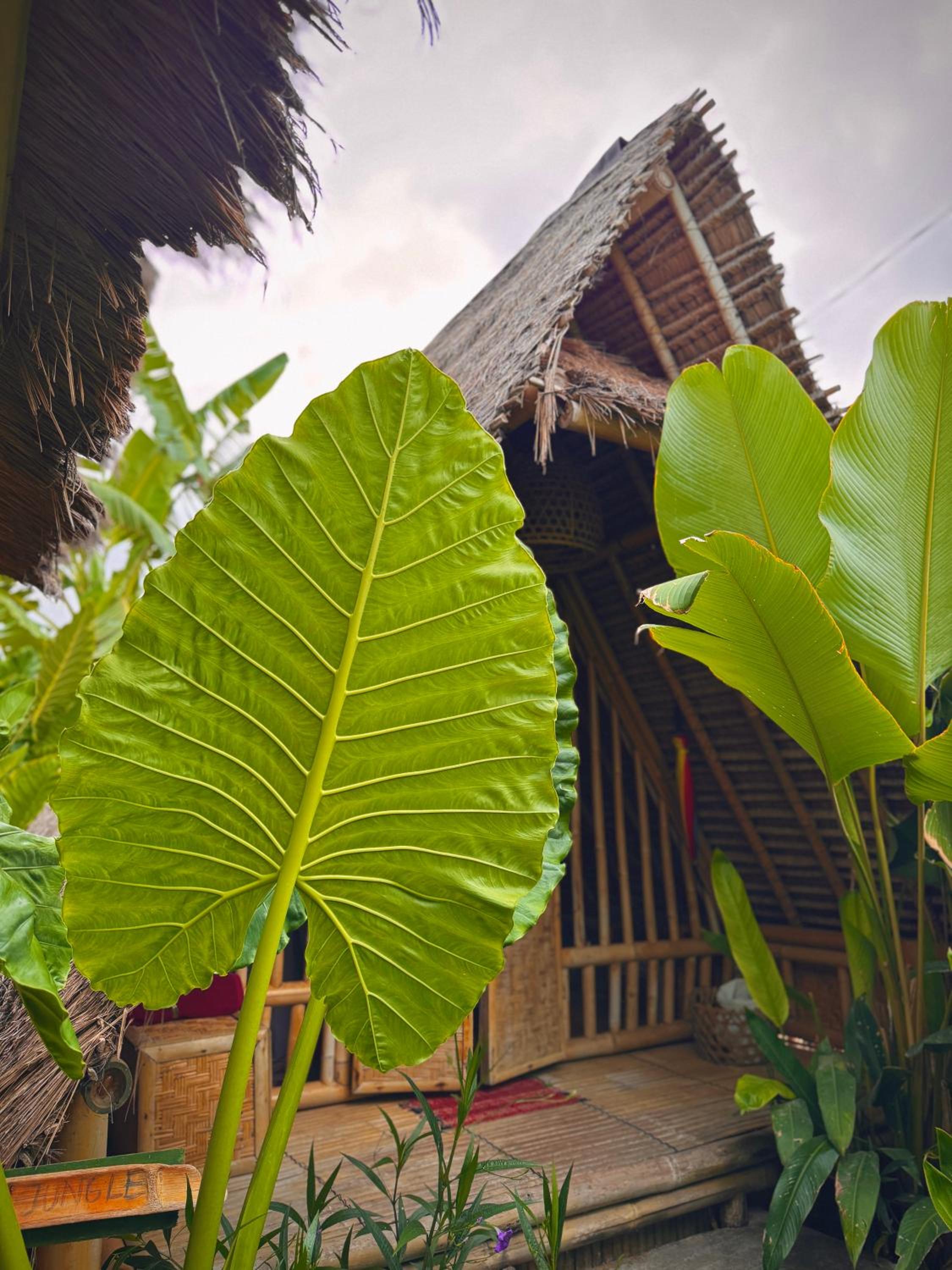 Eco Bamboo Jungle