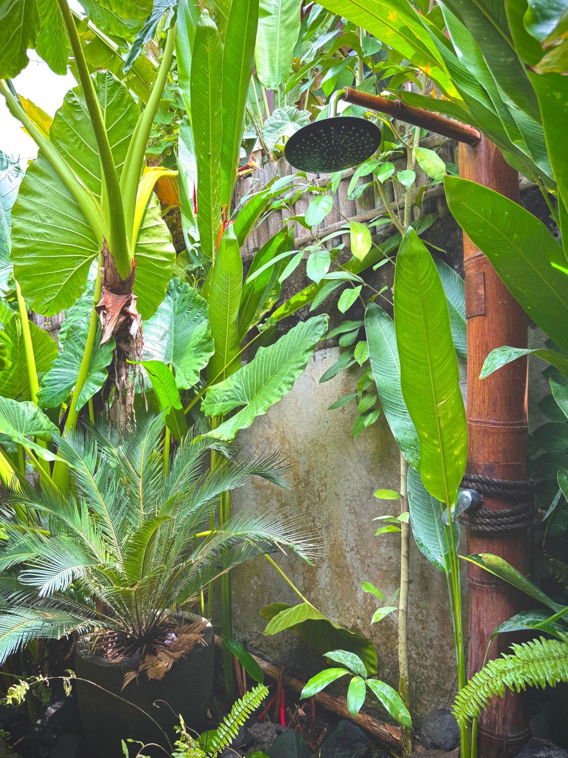 Eco Bamboo Jungle
