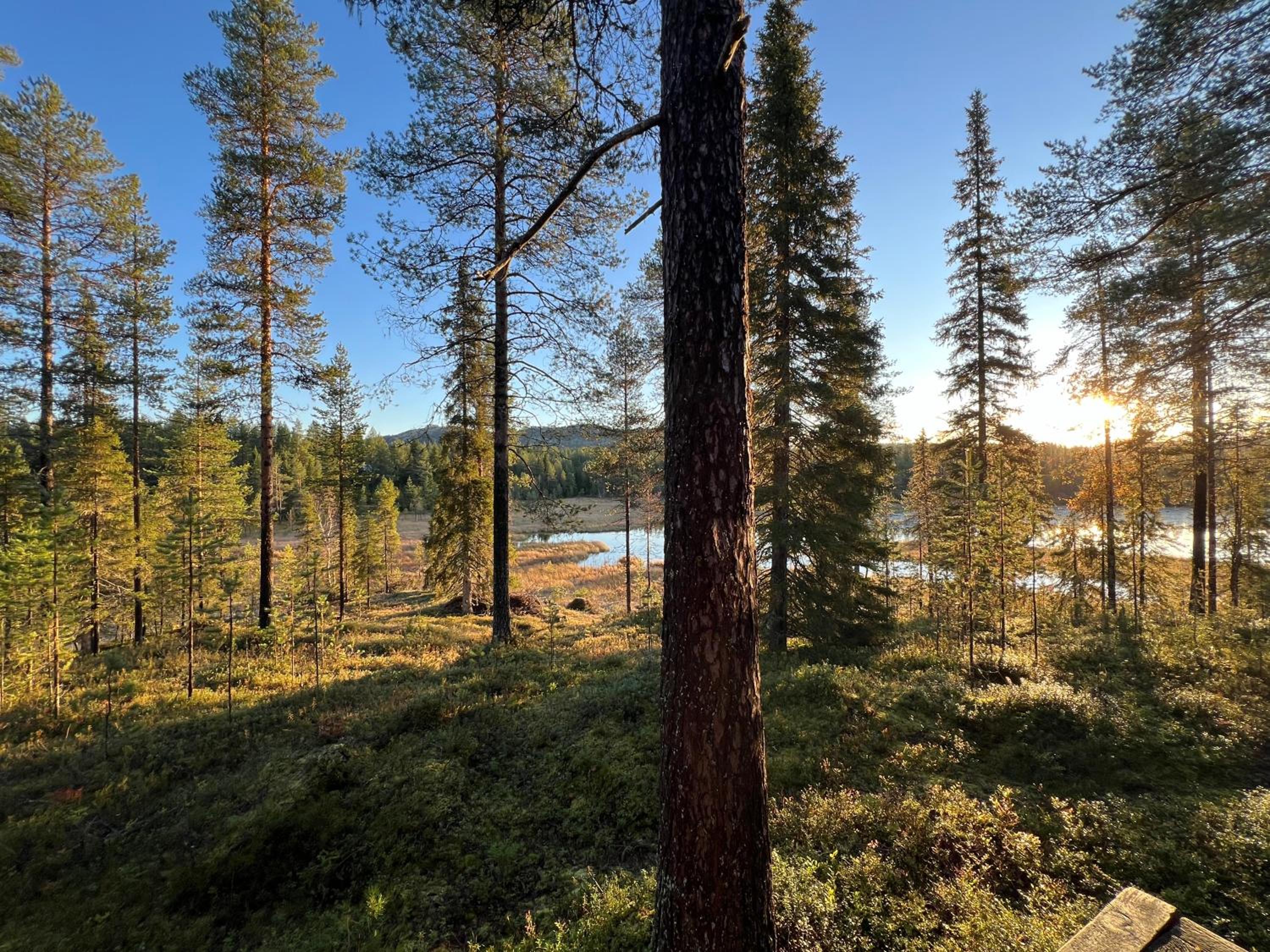 Pikkukelo Ruka