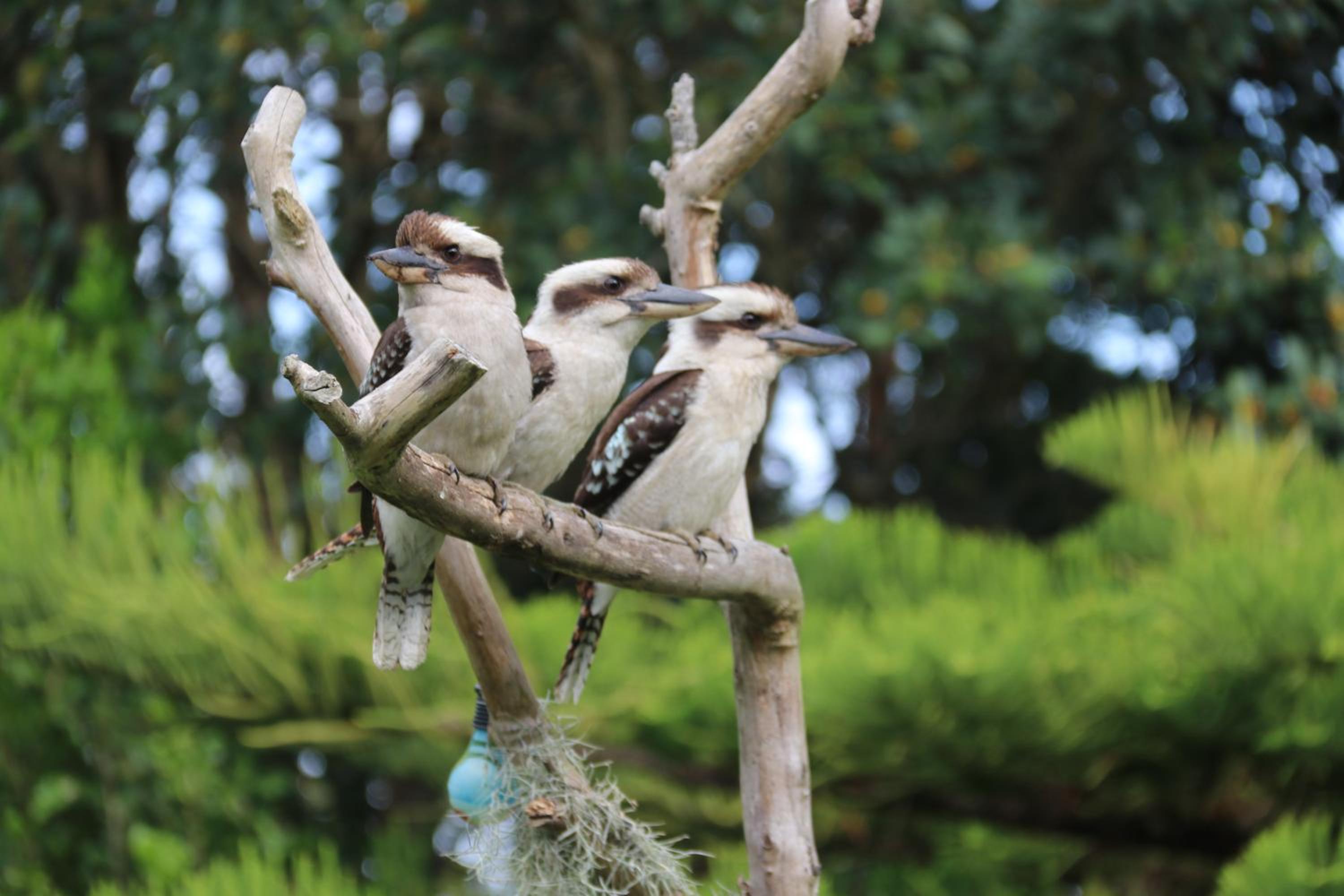 Salamander Bay Bed and Breakfast