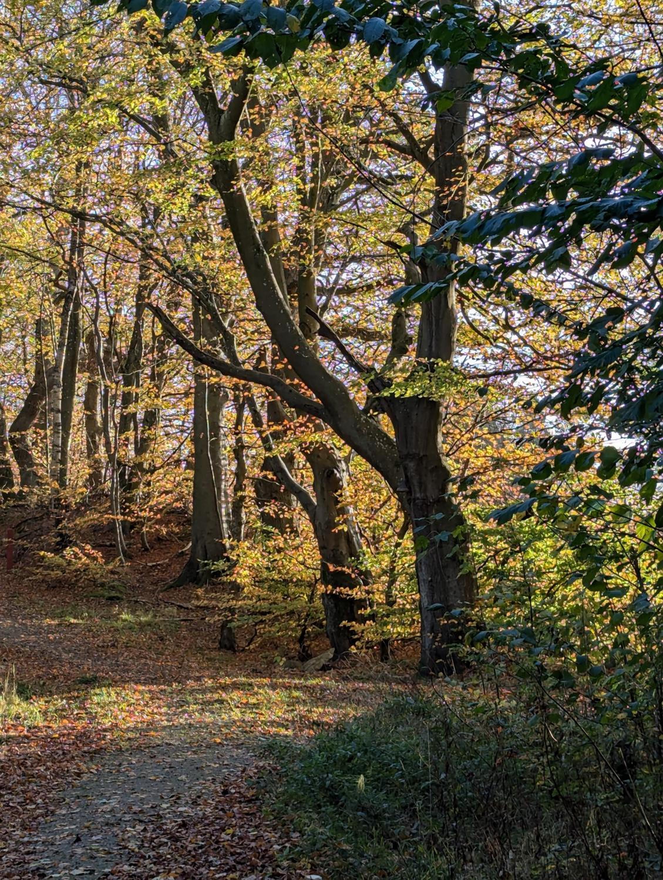 Lejlighed ved skov