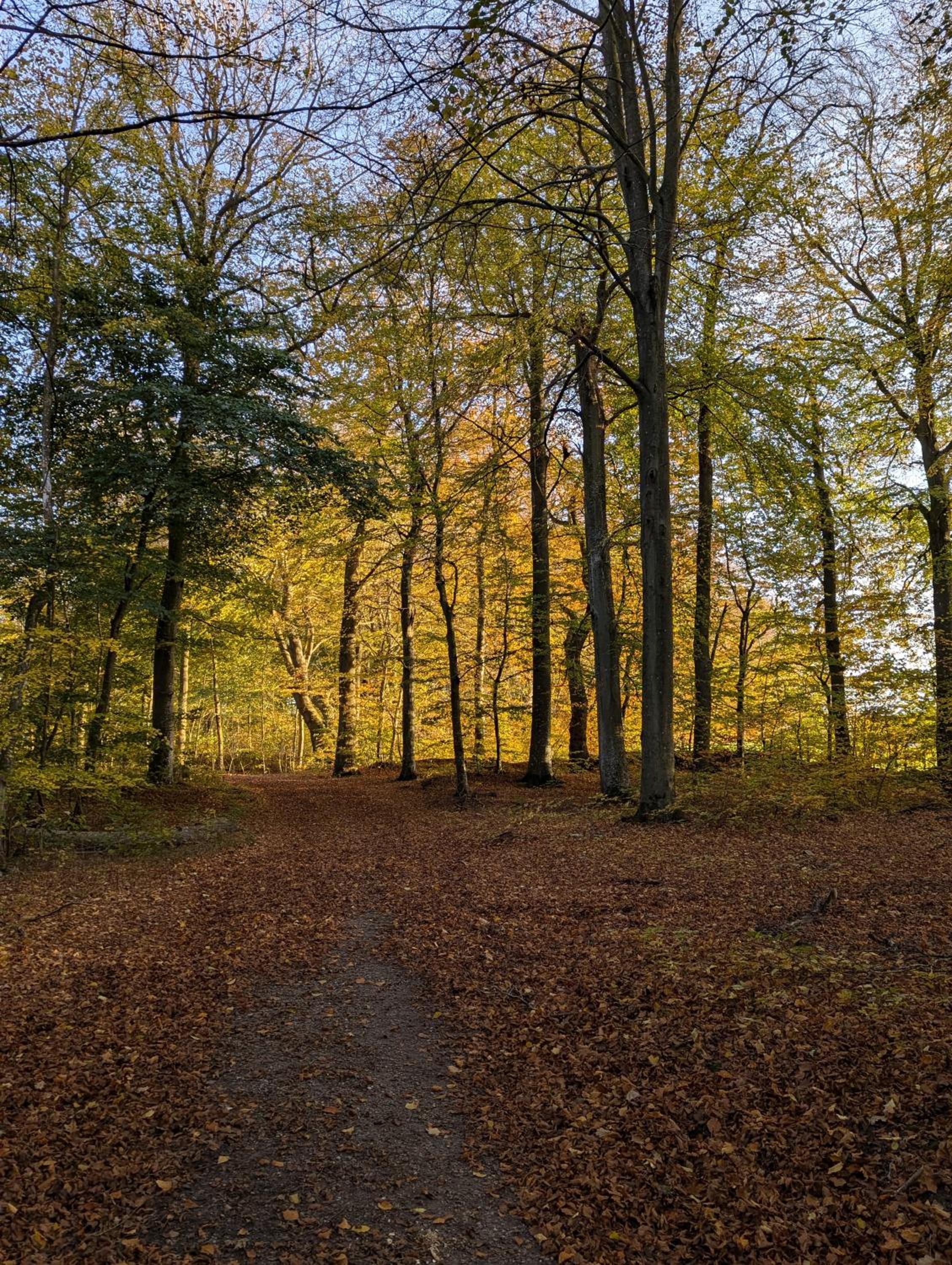 Lejlighed ved skov