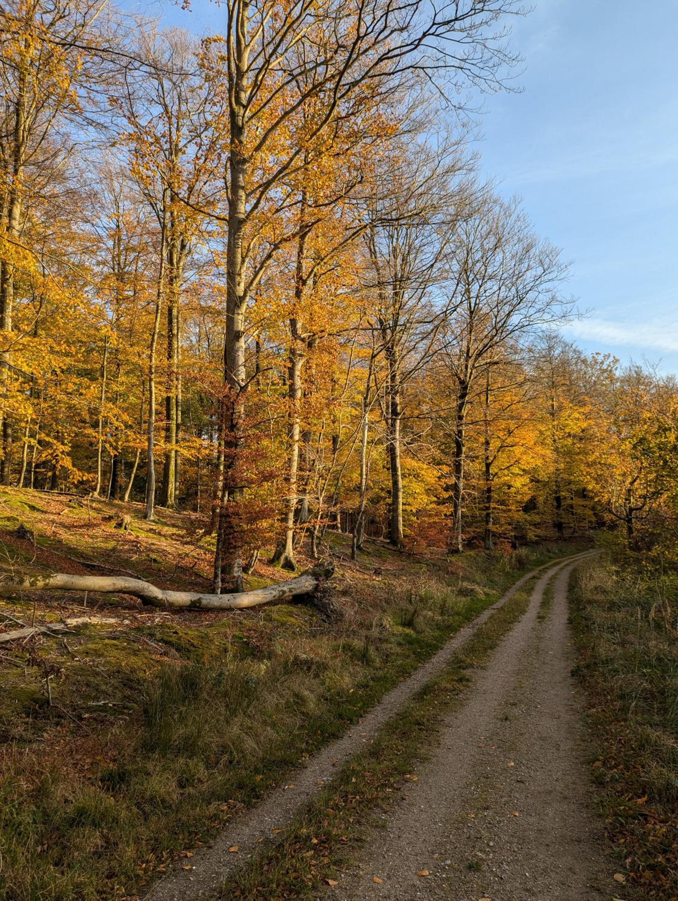 Lejlighed ved skov