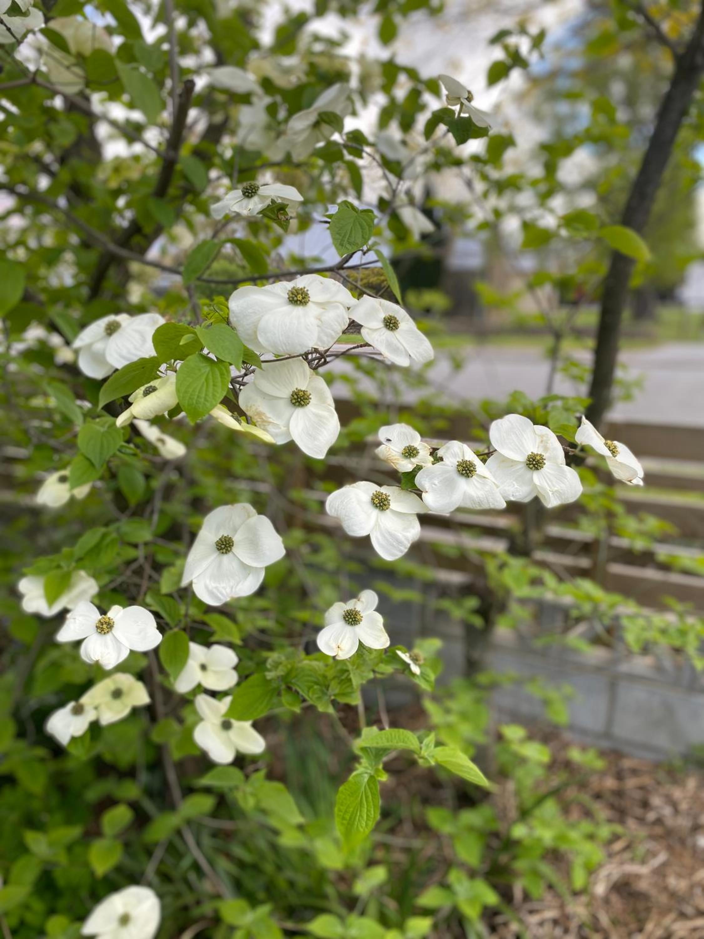 Donegal Gardens