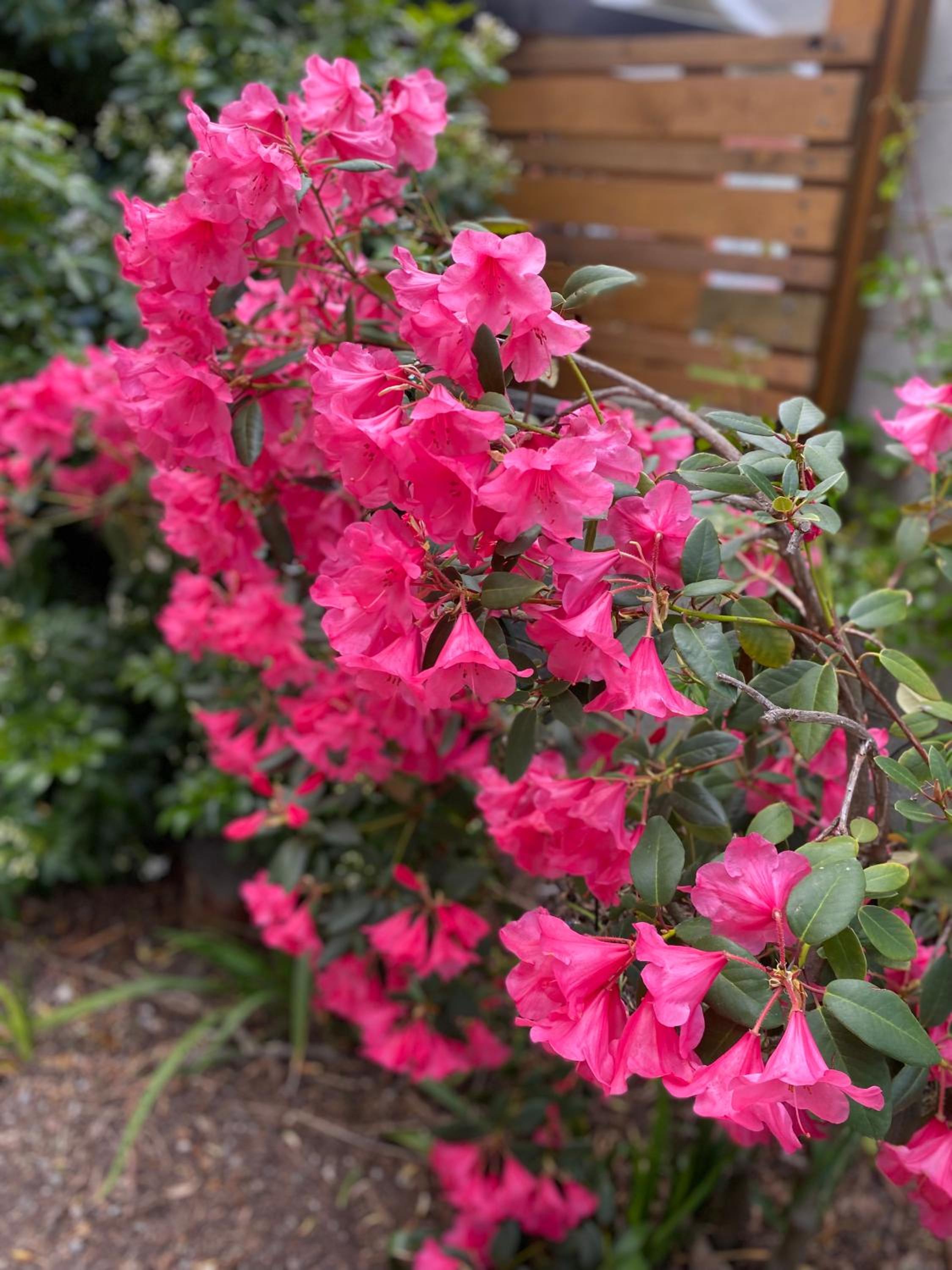 Donegal Gardens
