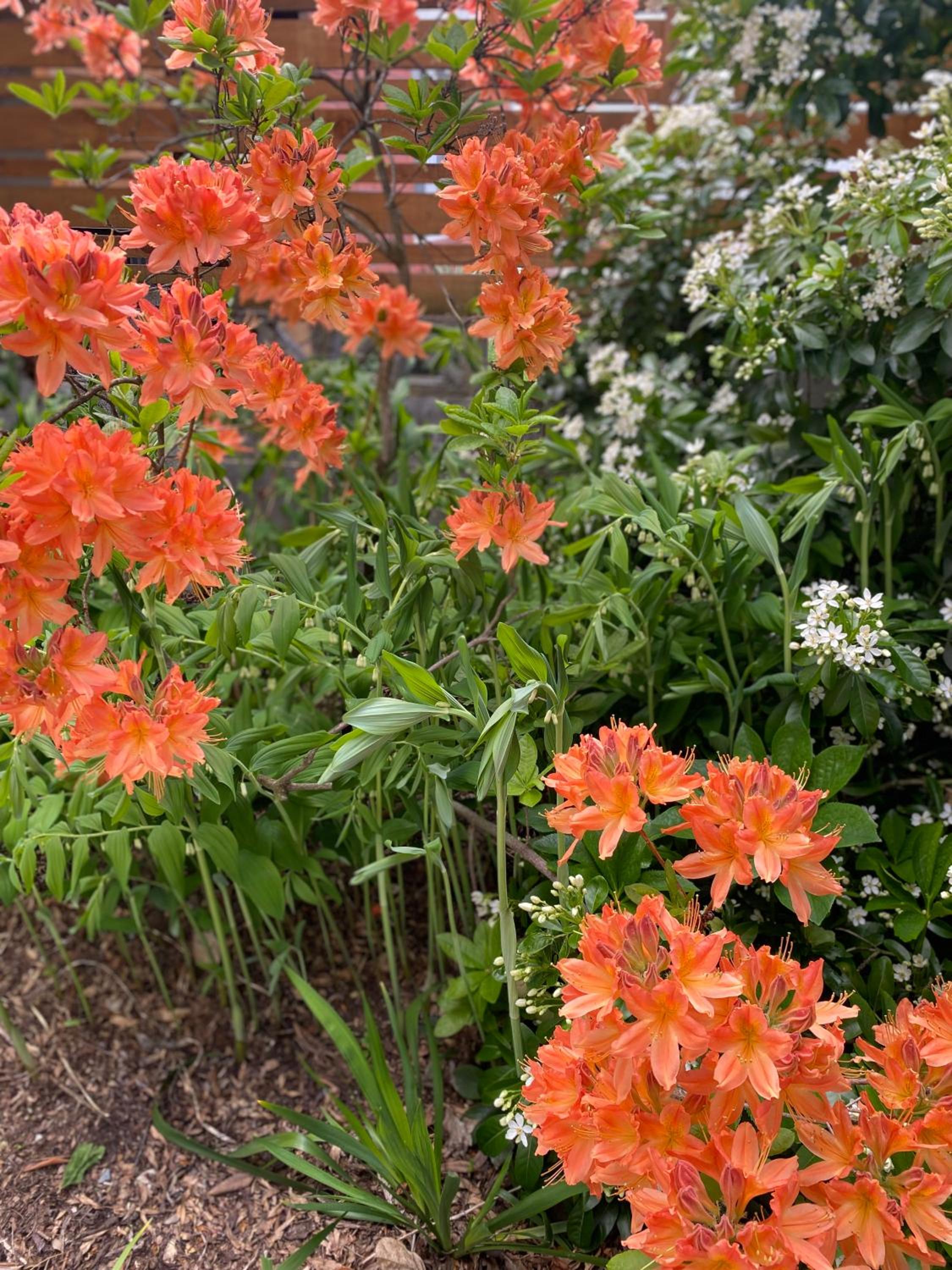 Donegal Gardens